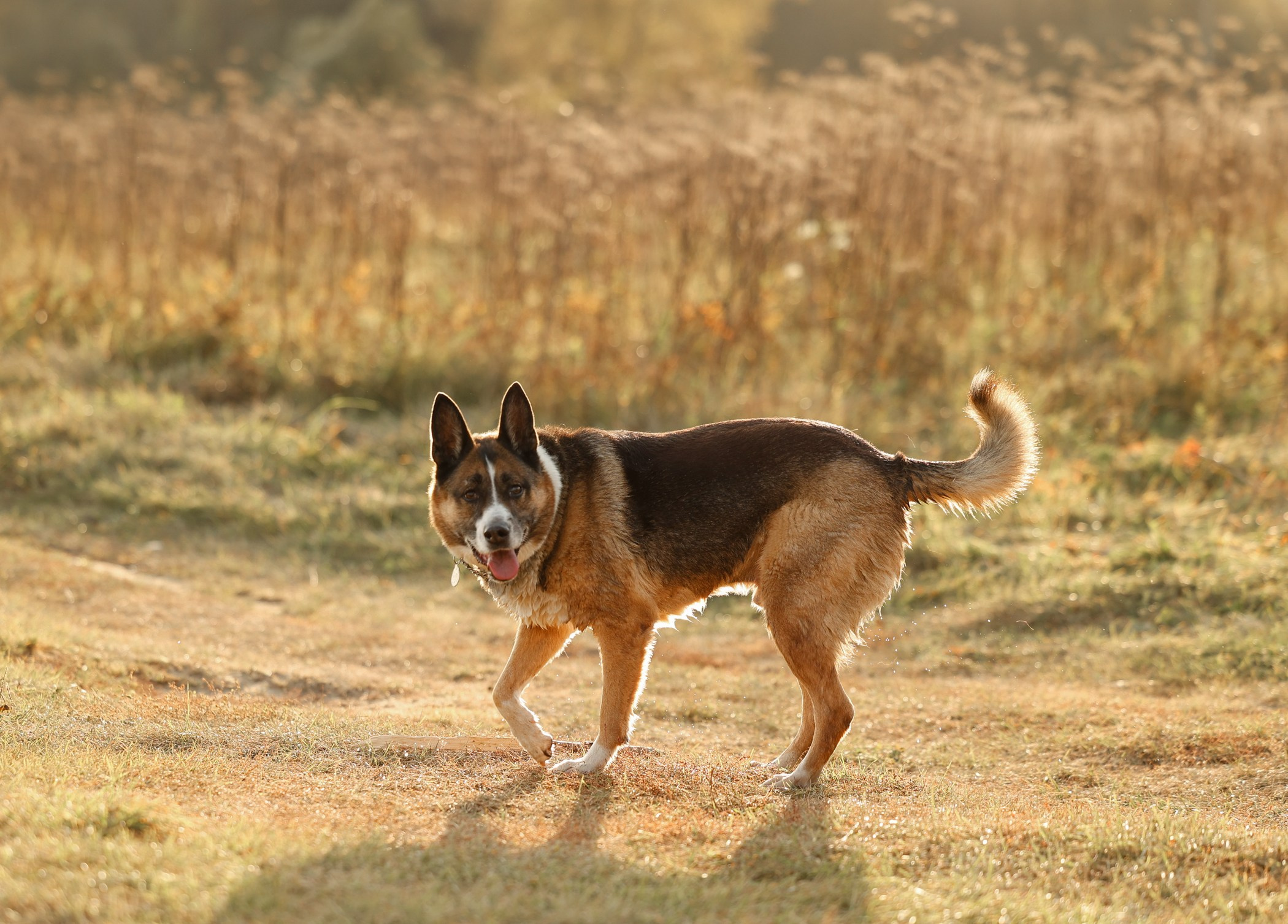 Прогулка на природе. Фотограф-анималист Полина Колкова | Москва