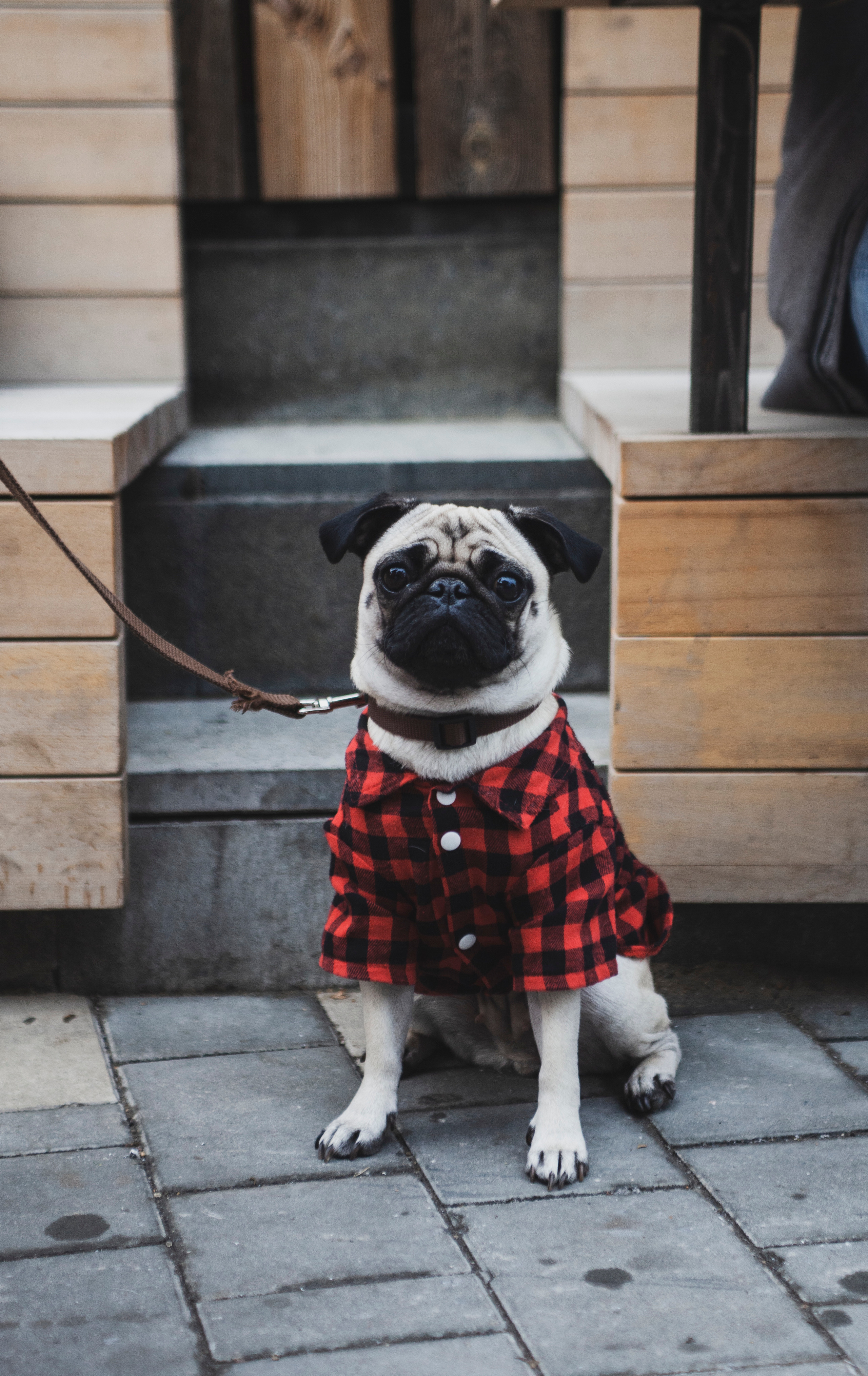 Фестиваль Martini. Свадебный фотограф Мария Железняк в Москве