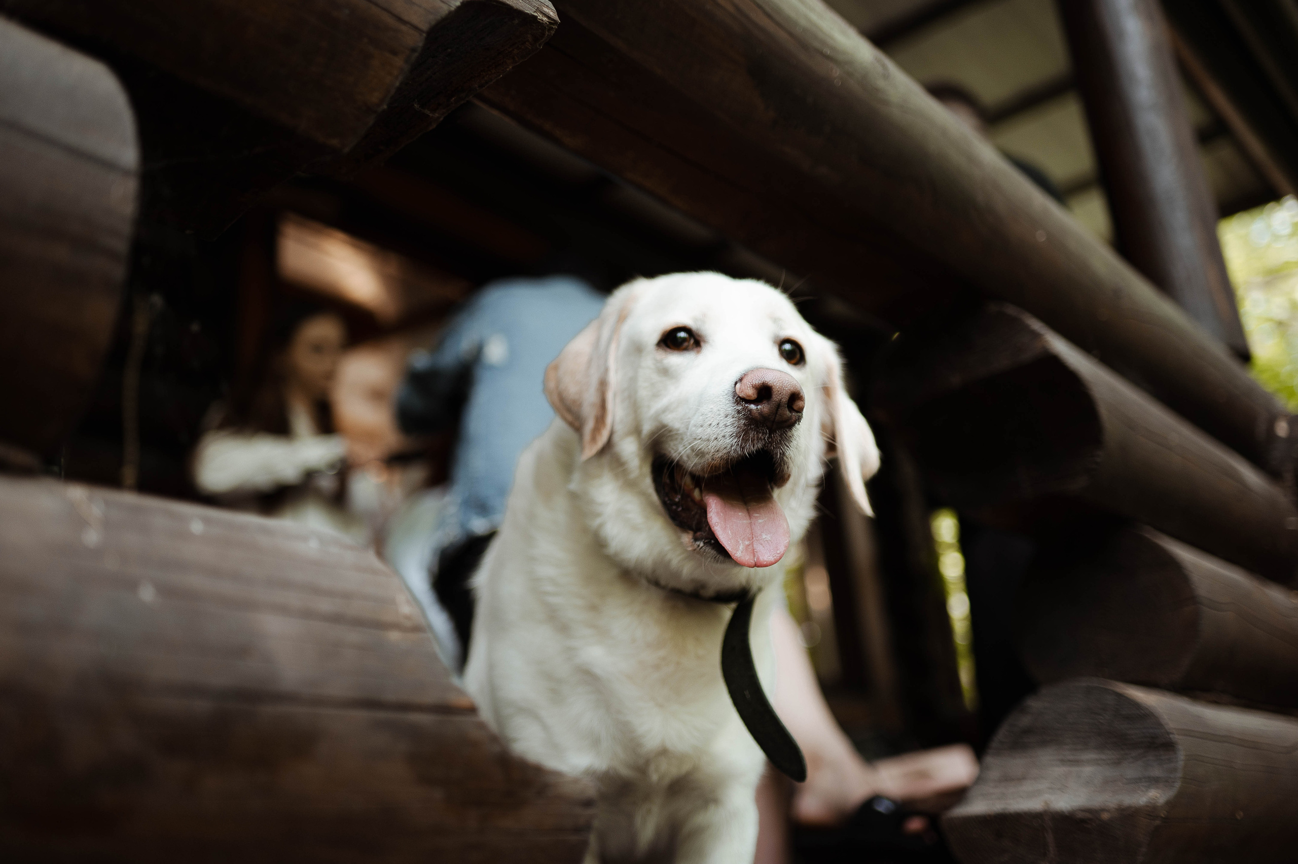 Андрей и Мария. Свадебный организатор в Ростове-на-Дону Яснов Роман