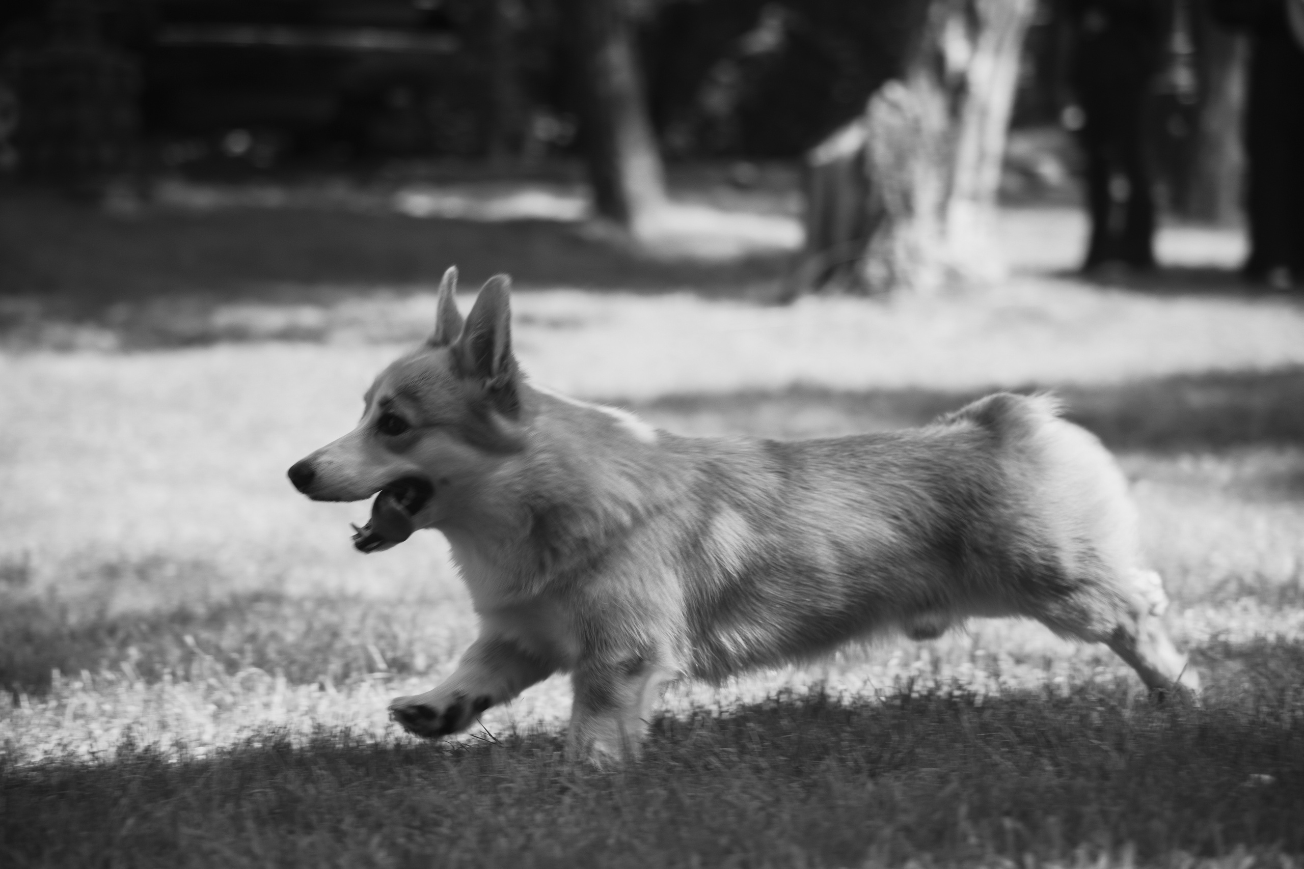 Илья и София. Свадебный организатор в Ростове-на-Дону Яснов Роман