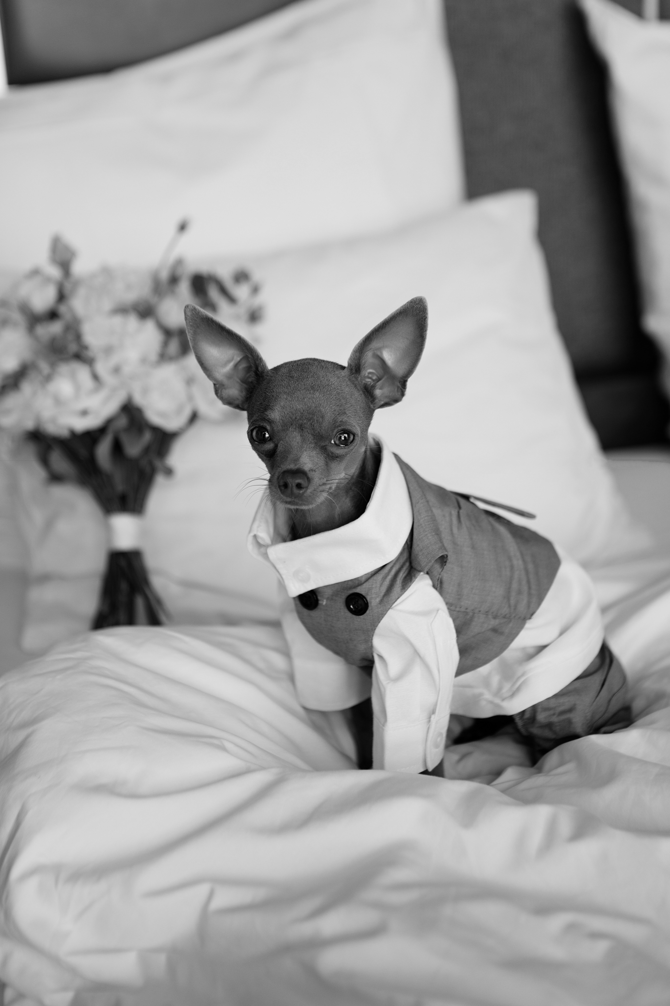 Дмитрий и Татьяна. Свадебный организатор в Ростове-на-Дону Яснов Роман