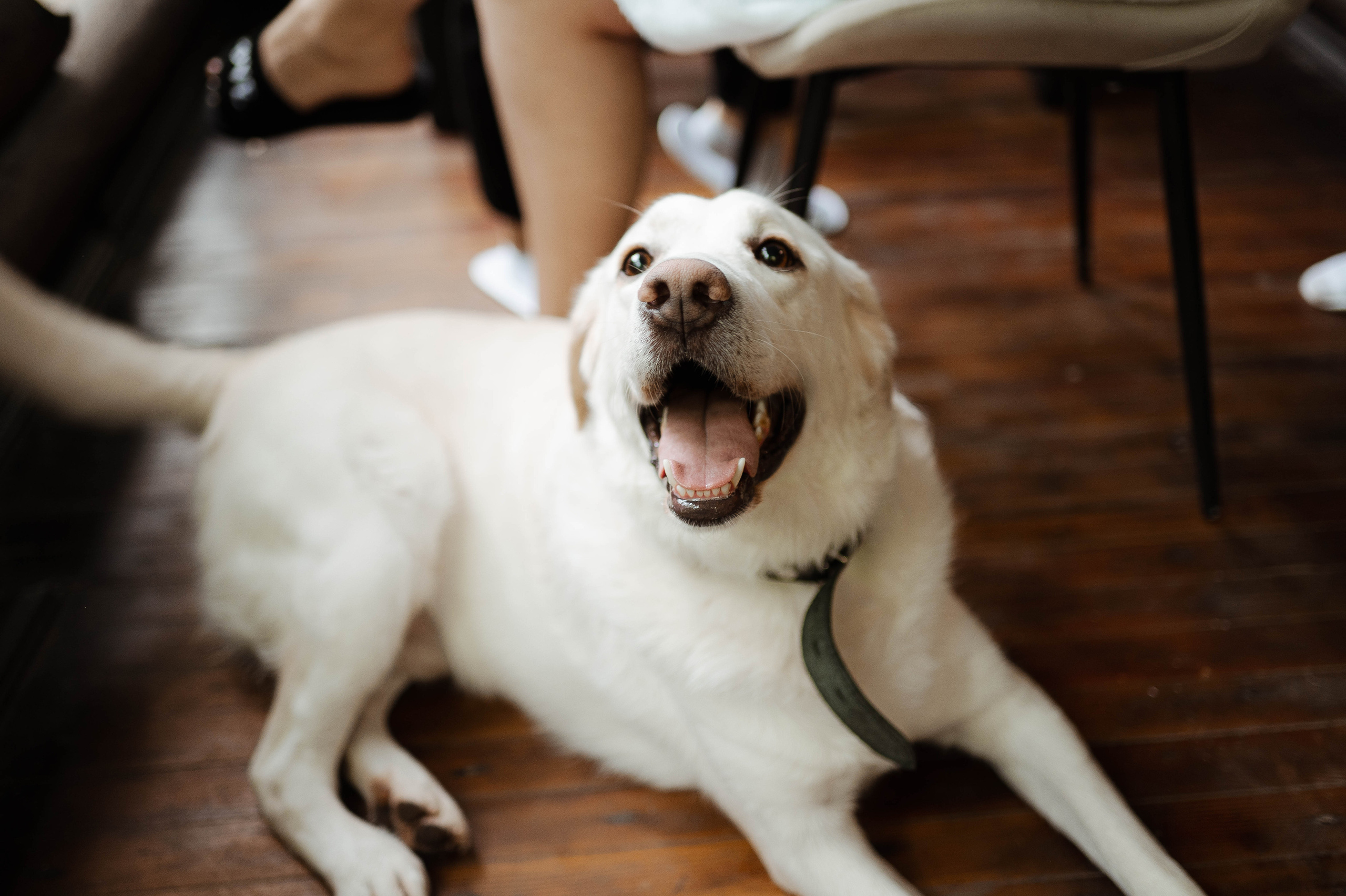 Андрей и Мария. Свадебный организатор в Ростове-на-Дону Яснов Роман