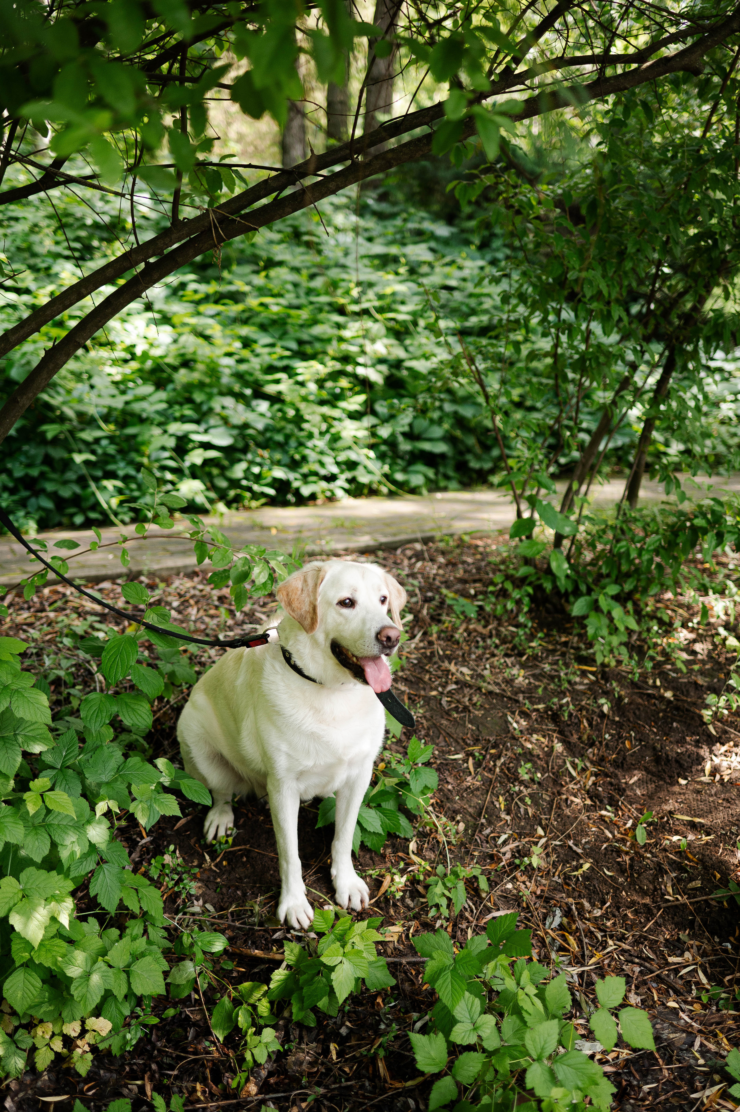 Андрей и Мария. Свадебный организатор в Ростове-на-Дону Яснов Роман