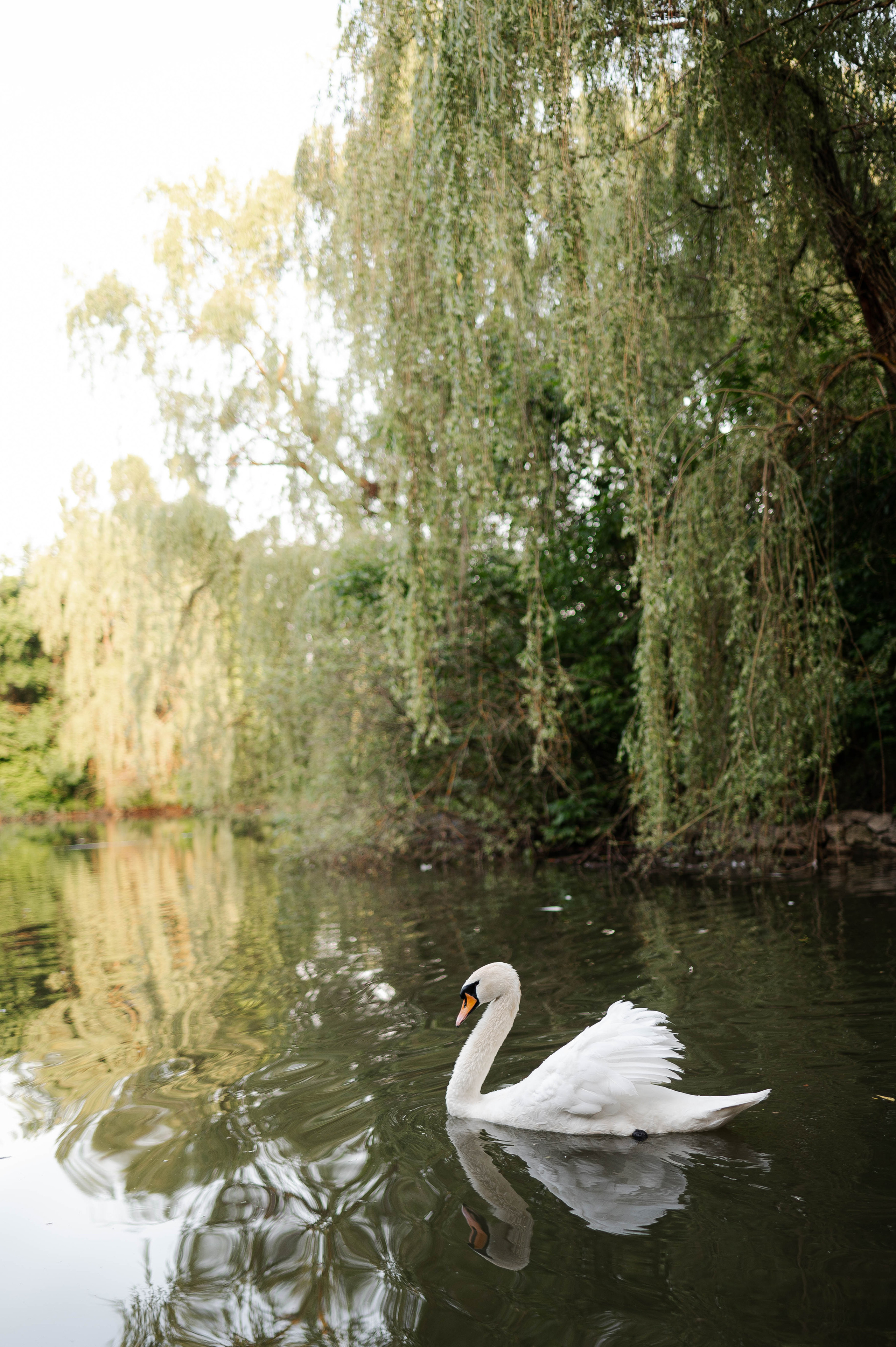 Андрей и Мария. Свадебный организатор в Ростове-на-Дону Яснов Роман