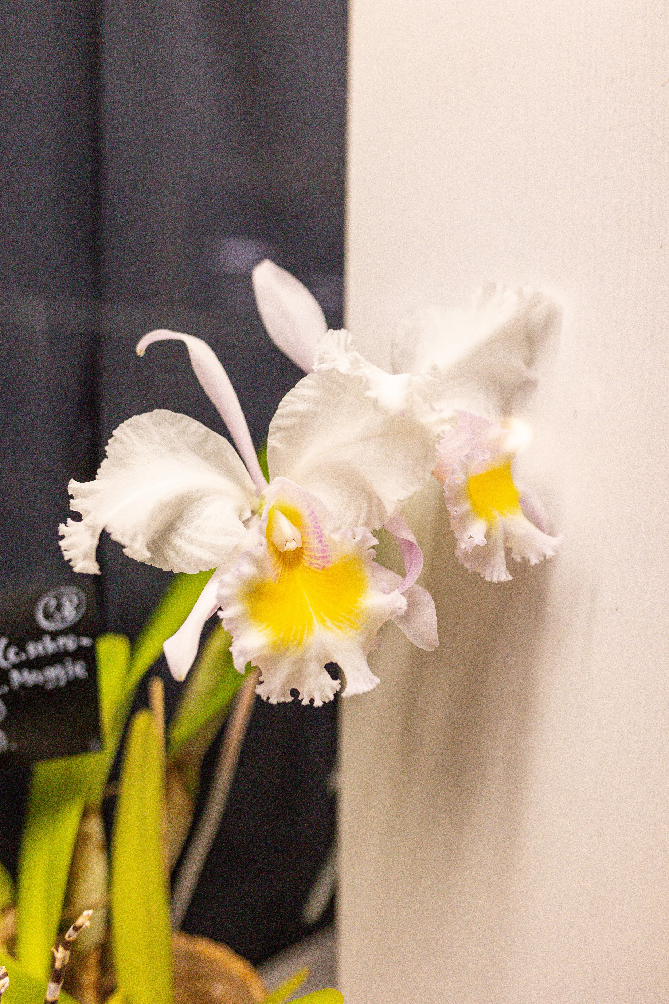 Орхидиум сентябрь 2025. Александра Куликова фотограф, Москва