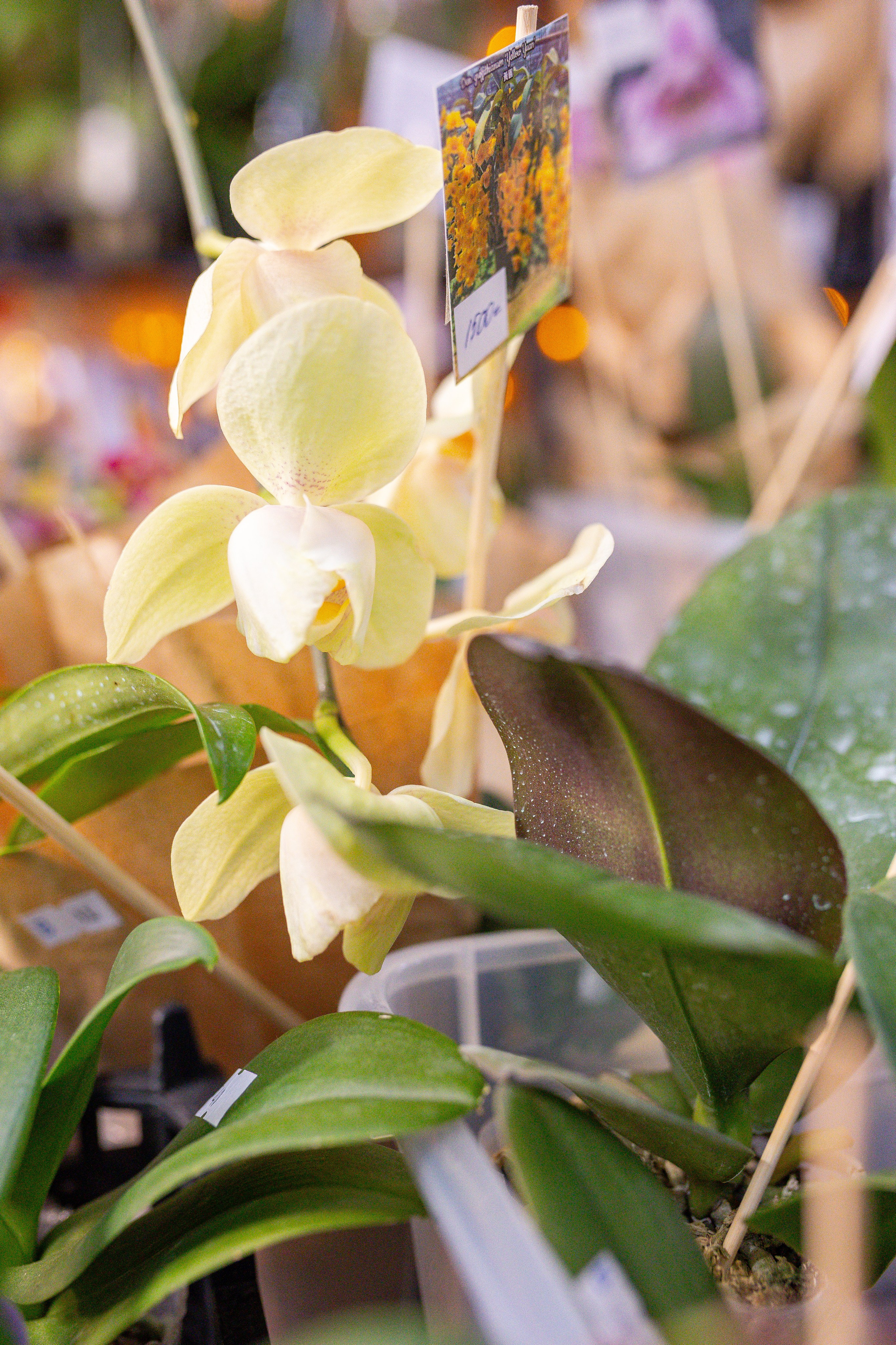 Орхидиум 12.2025. Александра Куликова фотограф, Москва