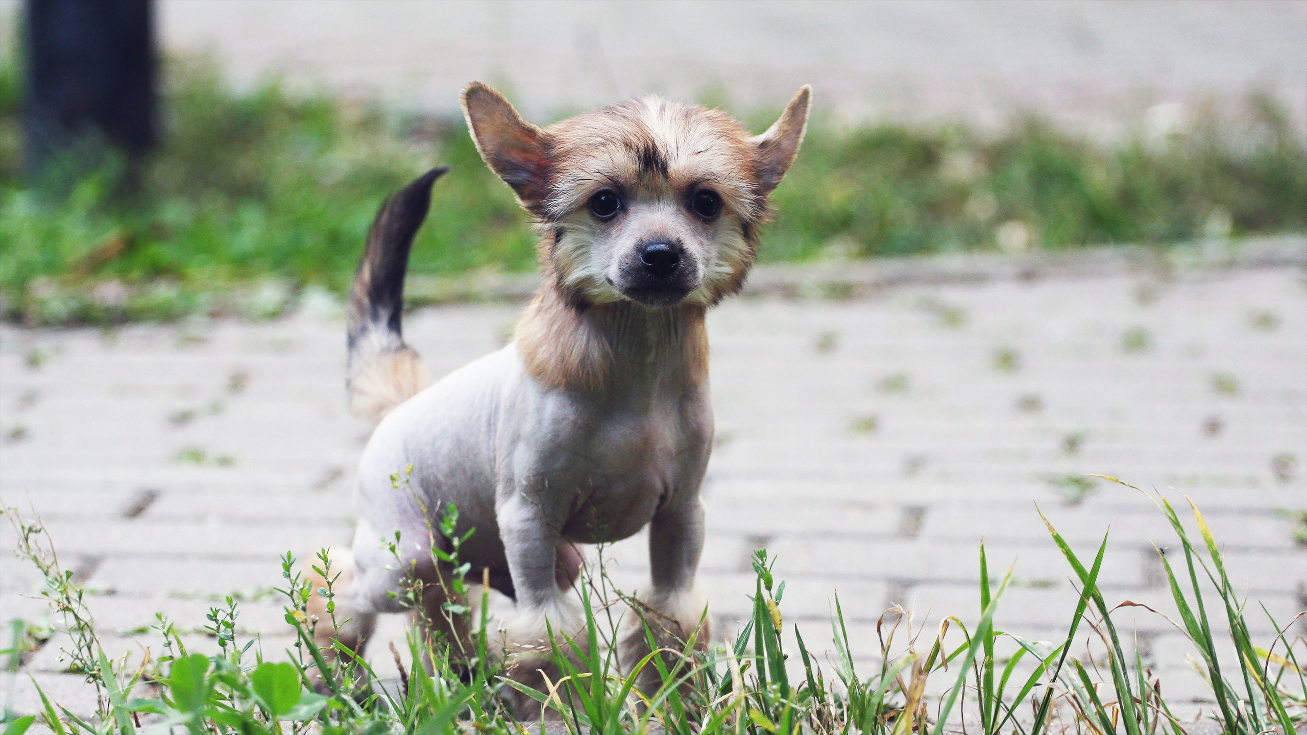 Litter C. Chinese Crested Dog Kennel Poale Ell