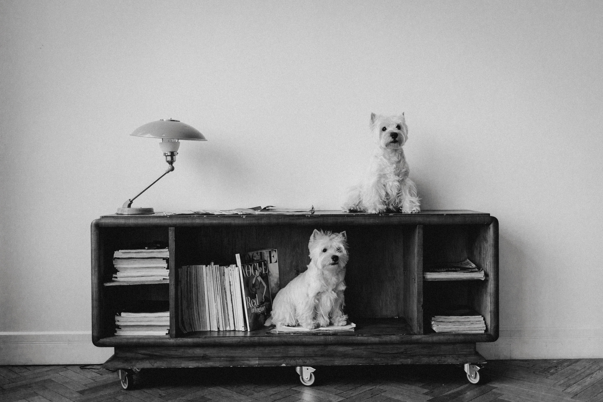 Вероника, Мята и Малина. Фотораф — анималист Мария Шистка