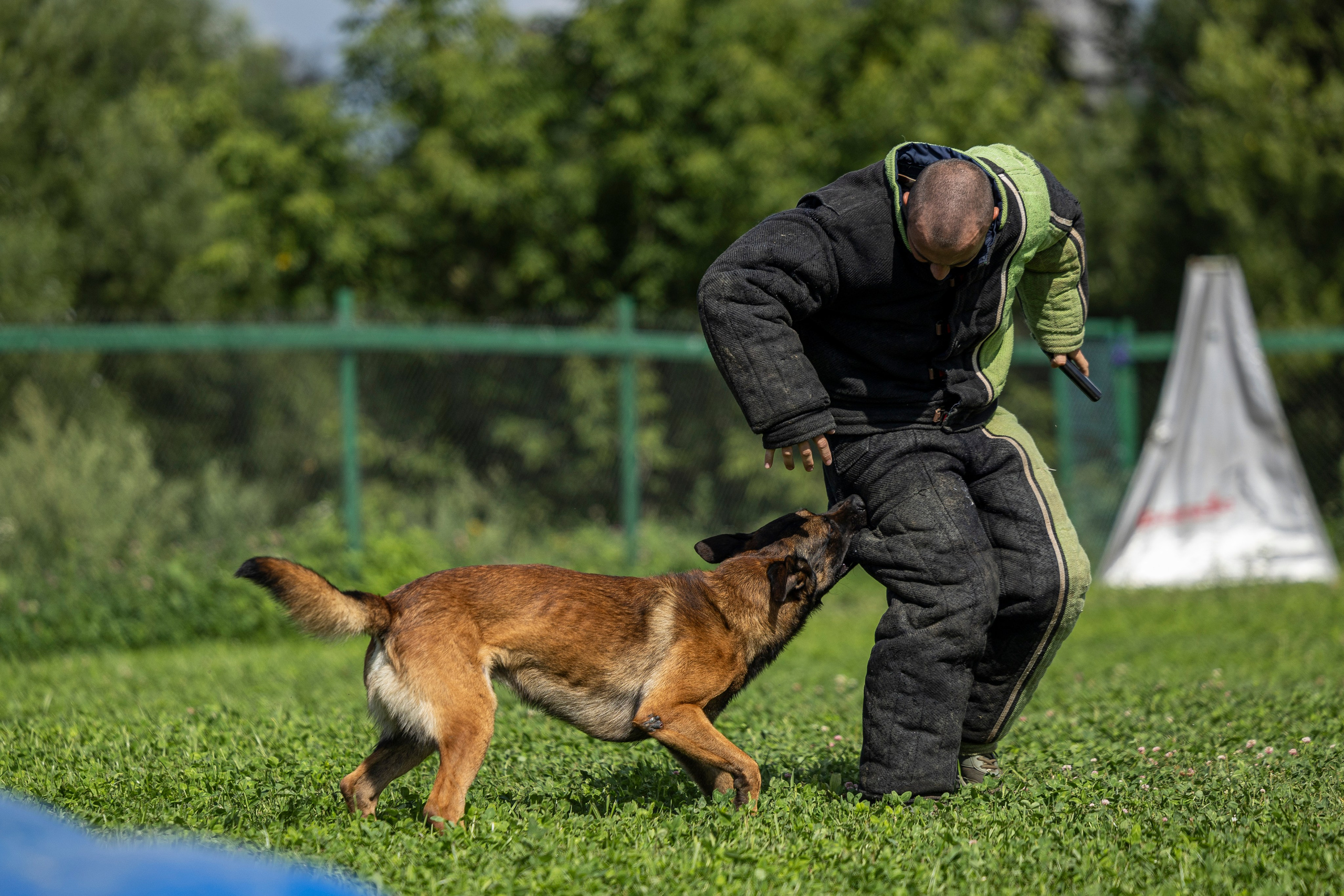 Соревнования по Мондьорингу г. Вологда 10-11.08.2024. Фотограф-анималист Анна Маринич