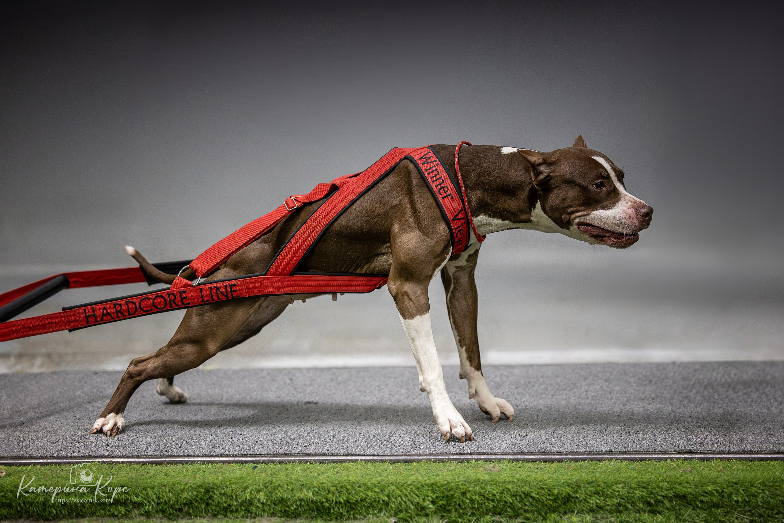 Спорт. Главная