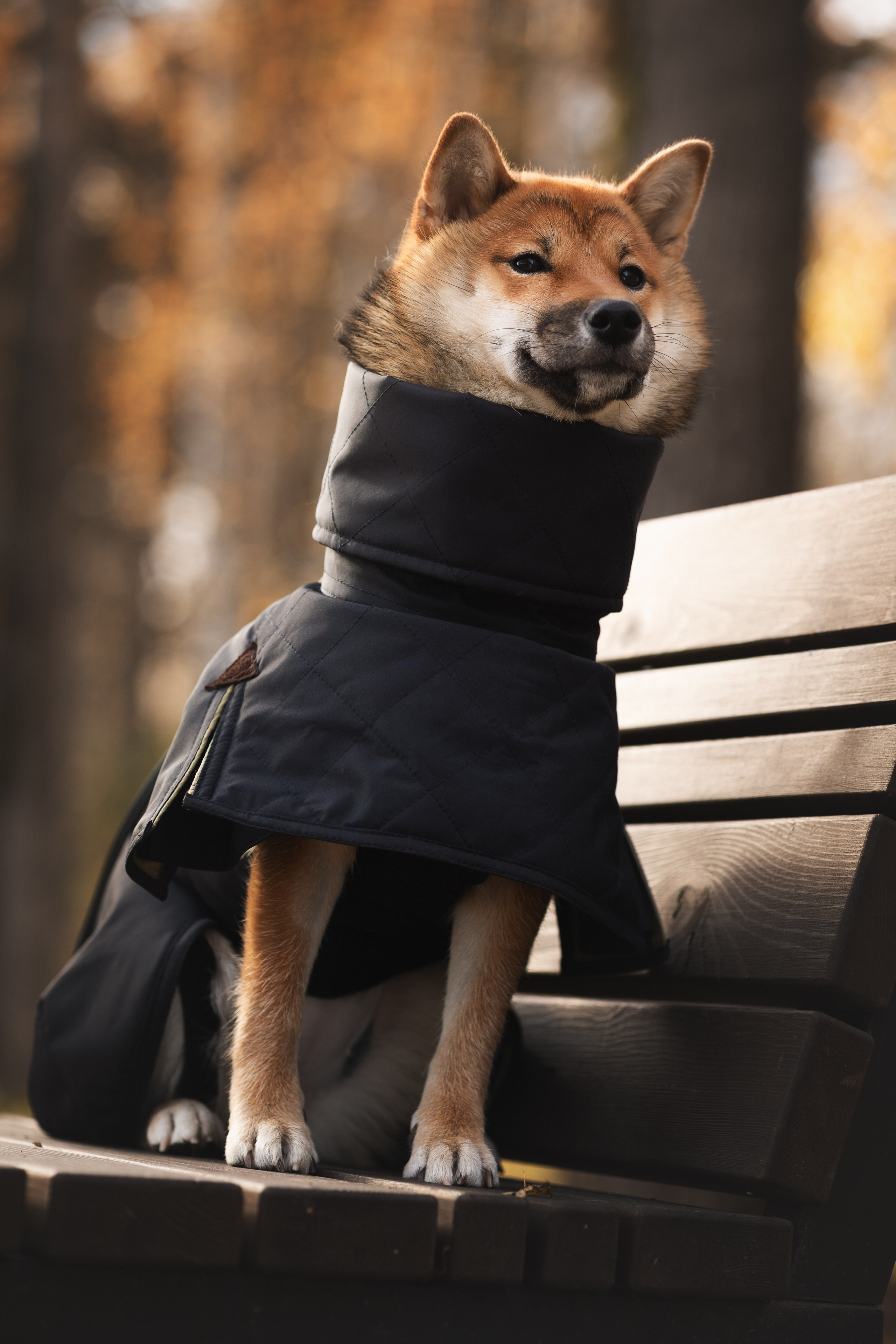 Оши | Сиба-Ину |. Фотограф