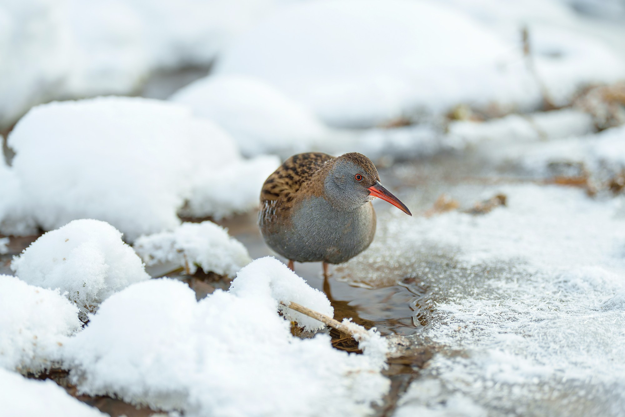 Удивительные мир птиц. Вокруг нас столько прекрасного — присмотритесь!. Ваш личный фотограф Марина Волкова