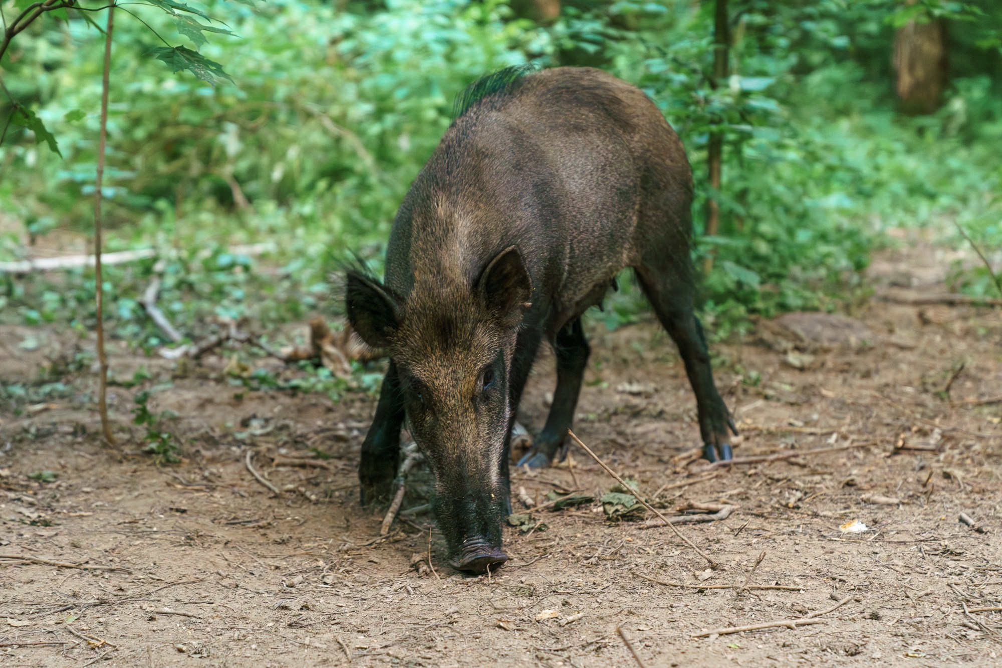 Животные. Ваш личный фотограф Марина Волкова