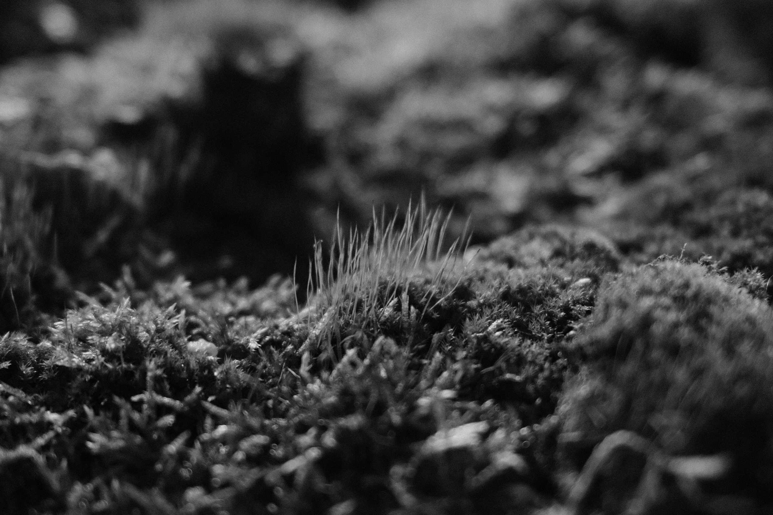 Аптекарский огород. Профессиональный фотограф в Москве Захар Ишутин