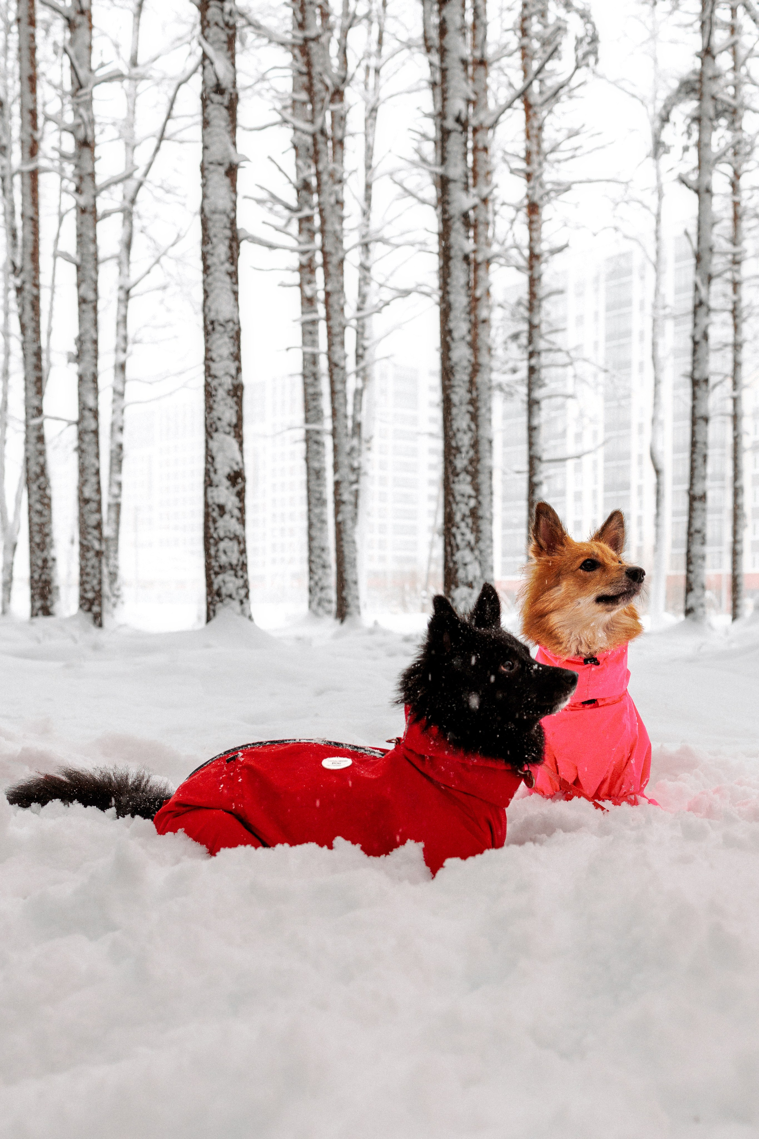 Сестры. Фотограф в Санкт-Петербурге Алёна Губинская