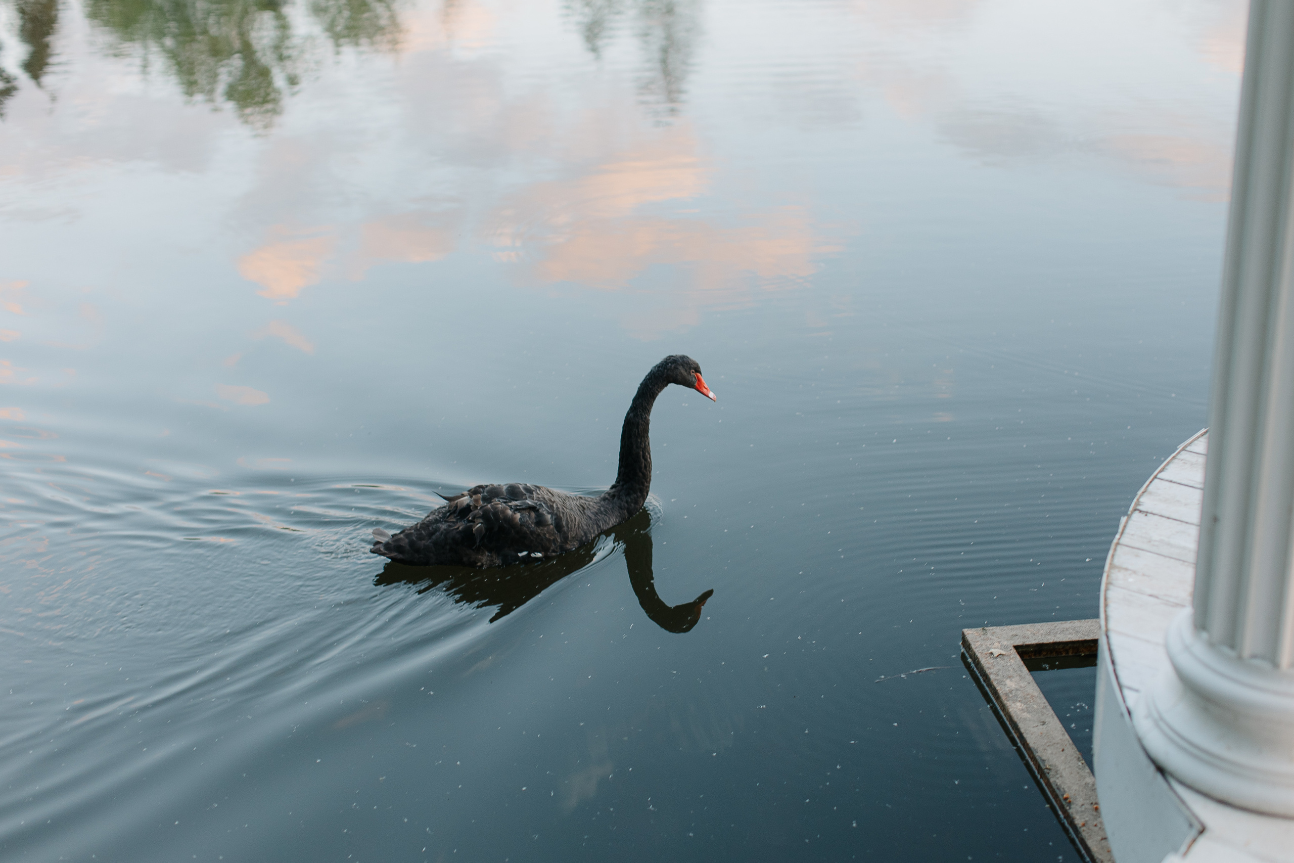 Ростислав и Мария (свадьба). Свадебный фотограф Москва Саша Серегина (Сашина)