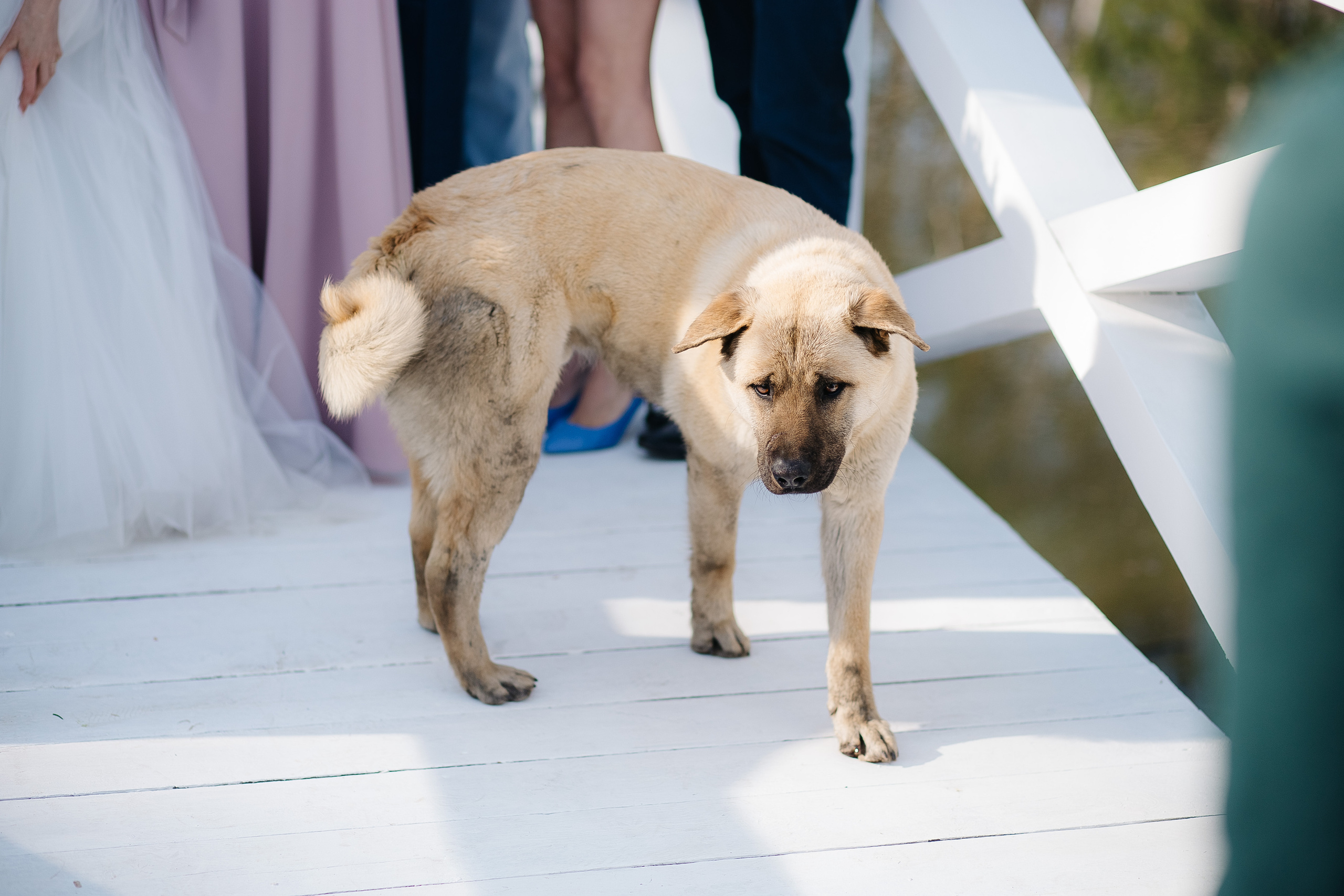Алексей и Анастасия (свадьба). Свадебный фотограф Москва Саша Серегина (Сашина)