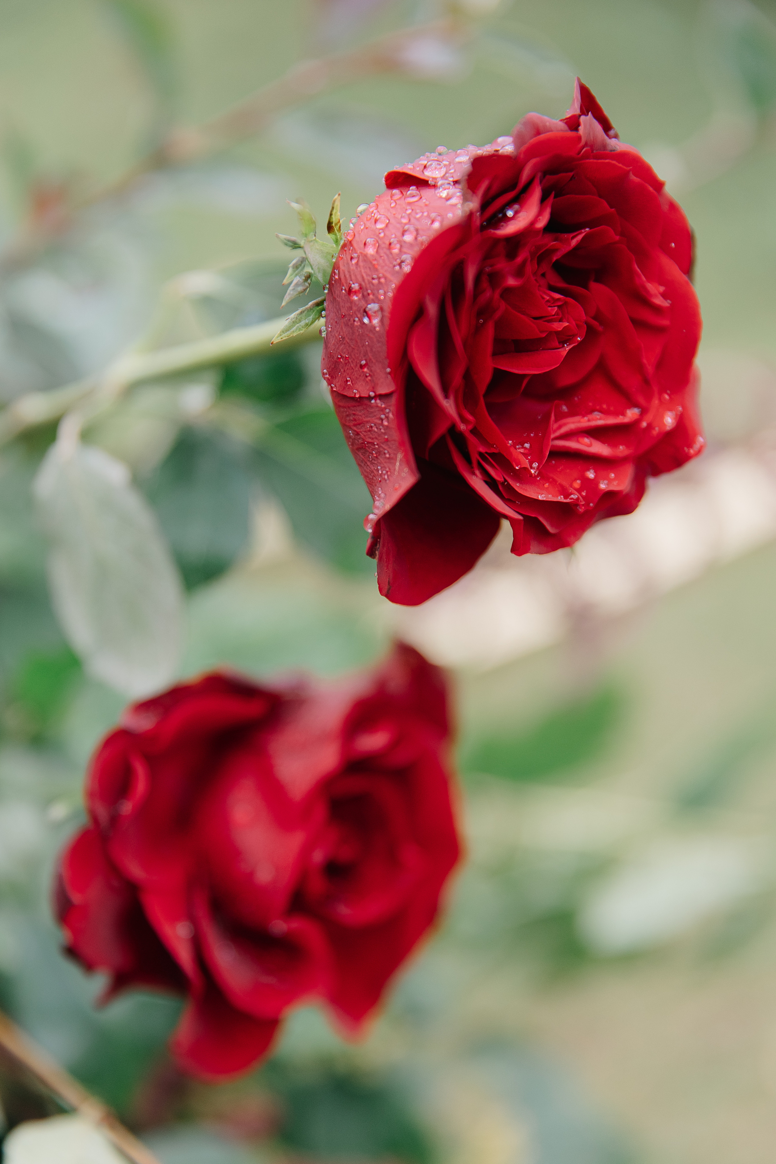 Леон и Лилия. Свадебный фотограф Москва Саша Серегина (Сашина)