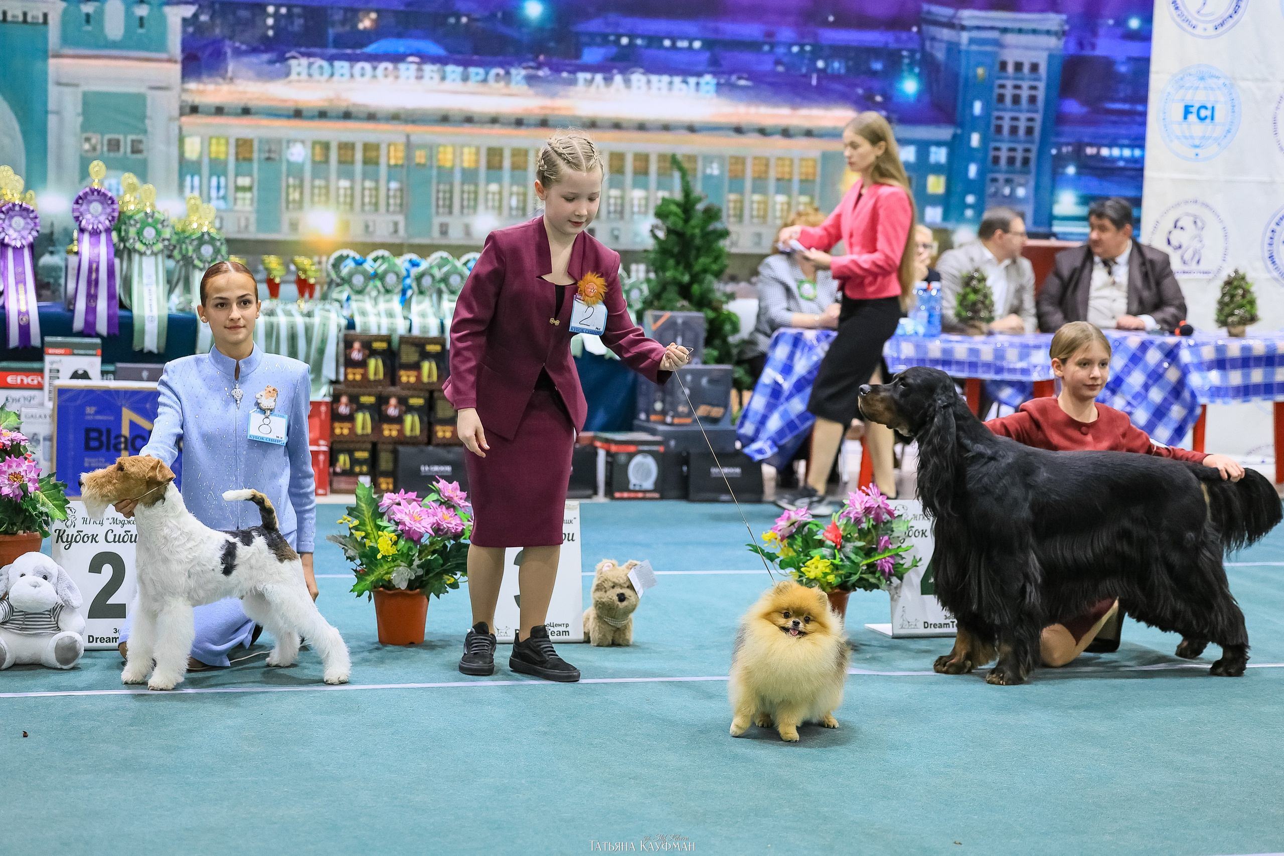 6-7.12.25 — 1-4 Национальные выставки собак в Новосибирске (2х рейтинговые). Фотограф Анималист из Новосибирска Татьяна Кауфман