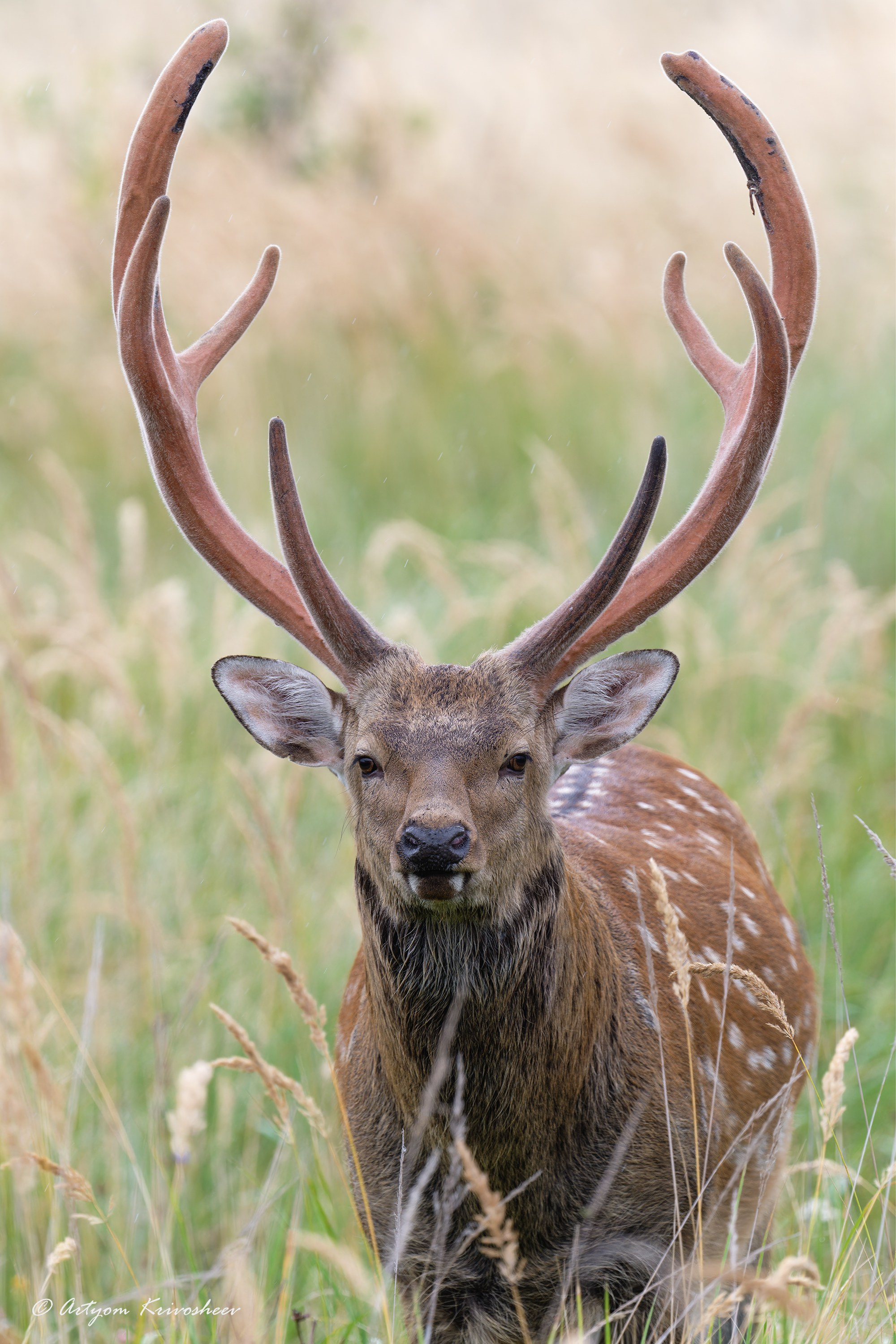 Фотоохота. Фотограф и путешественник Артём Кривошеев