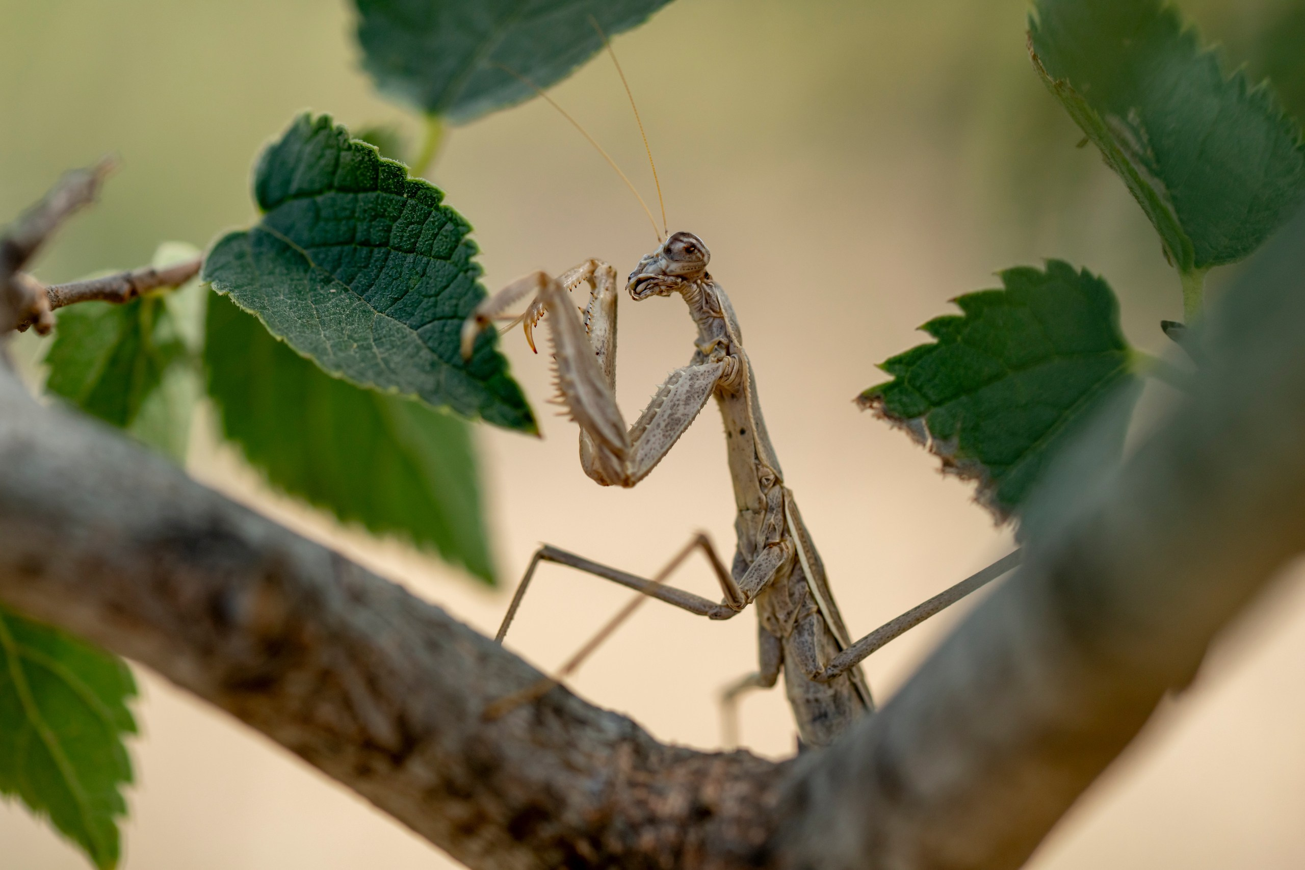 Природа Дагестана, сентябрь 2024. Foto-Zuev фотография как искусство