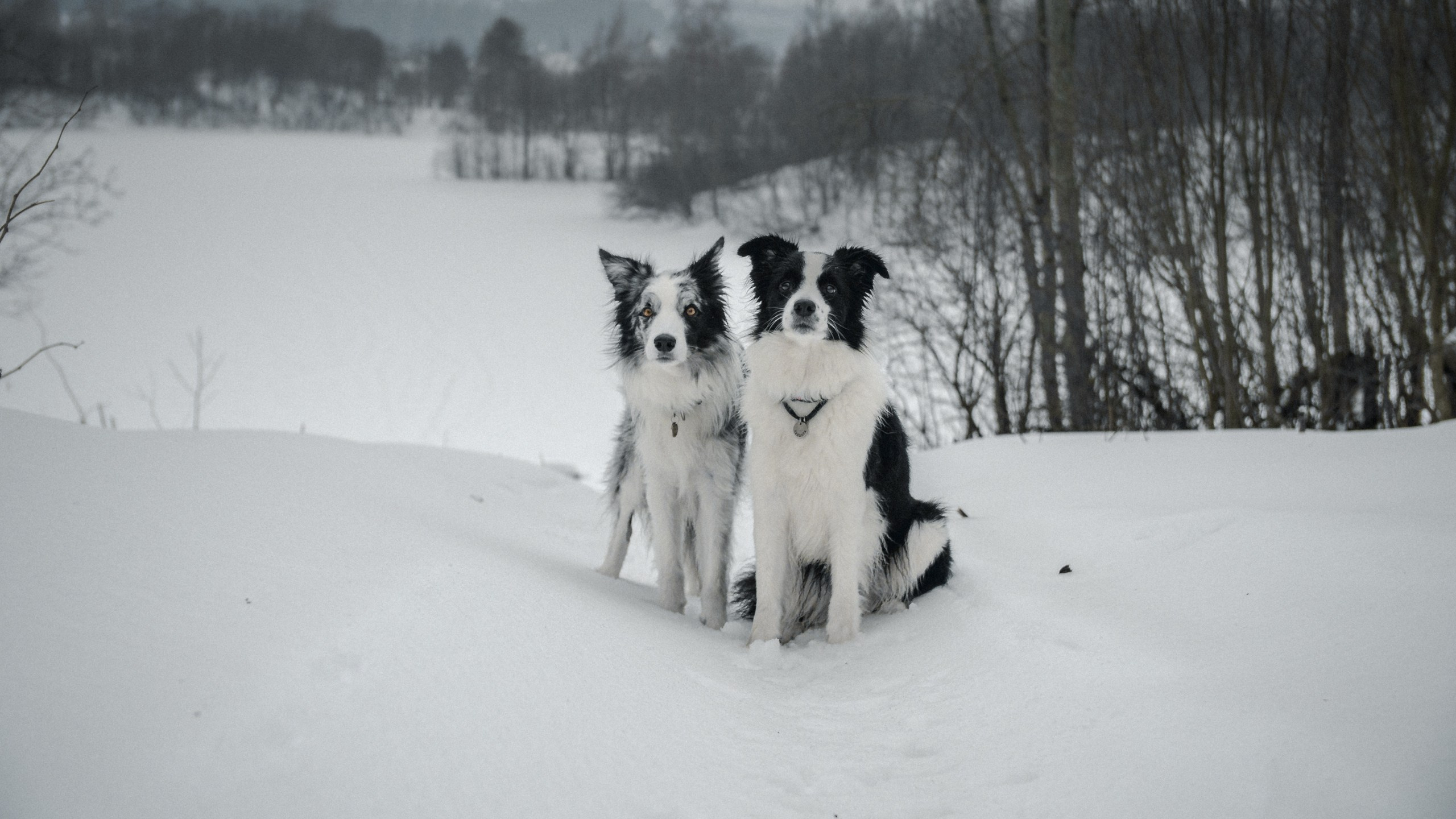 Токсово. Фотограф анималист Никита Натальный