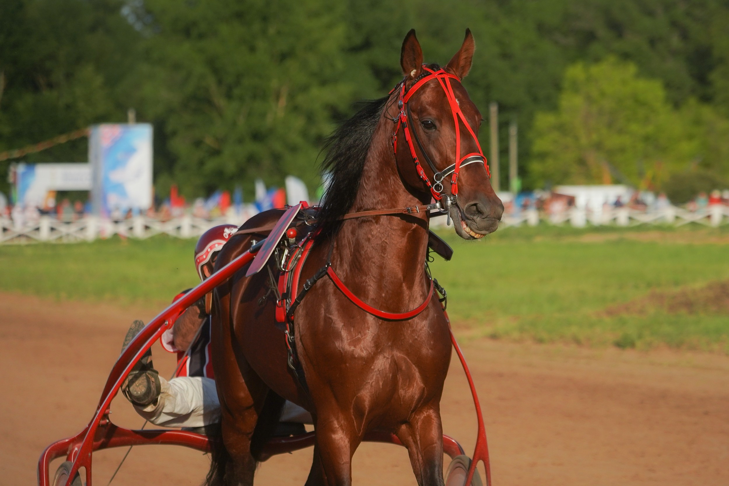 III конные бега на Кубок Главы Чувашии. Фотограф-анималист, портретный фотограф в Чебоксарах Мария Садыкова