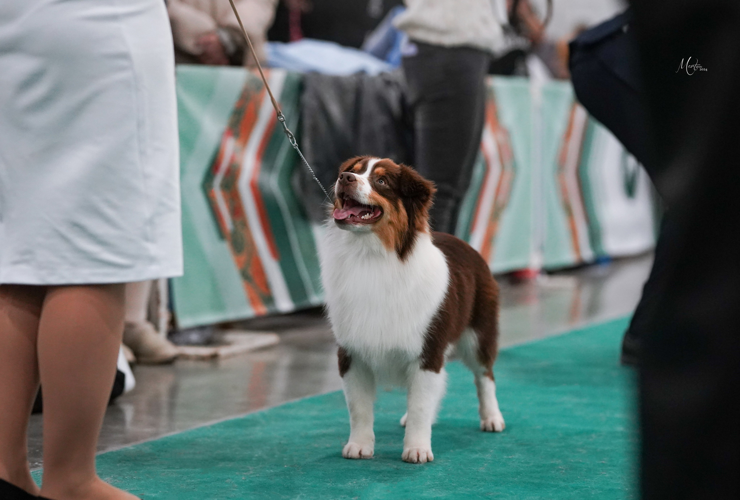 Выставки 2024. Фотограф-анималист в Санкт-Петербурге Яна Мартынова