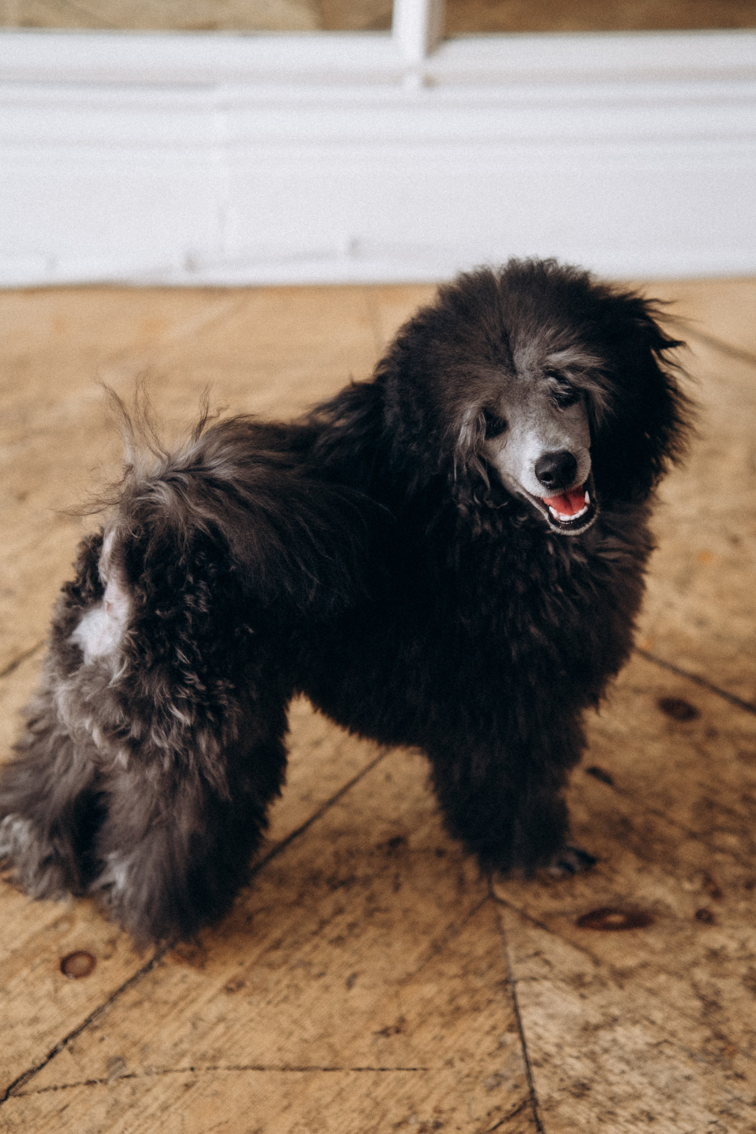 Ирина, Владимир и Ричард (зал Романов). Фотограф в Санкт-Петербурге Кристина Брянская
