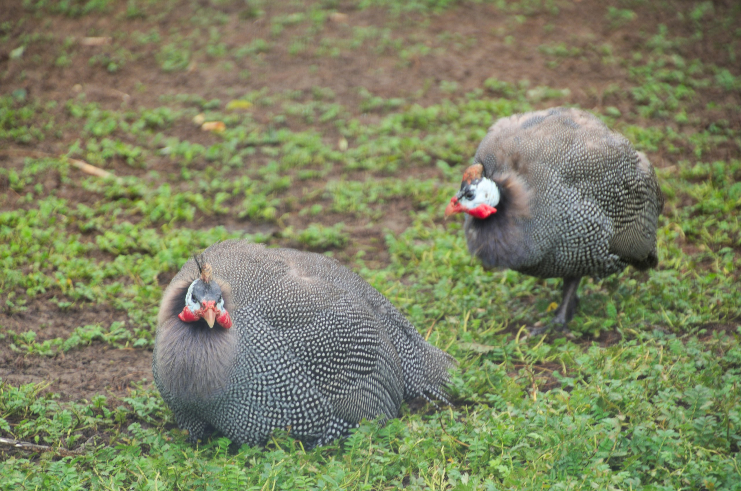 Боровск и парк птиц «Воробьи» | 17.09.2017. Галерея Фантим