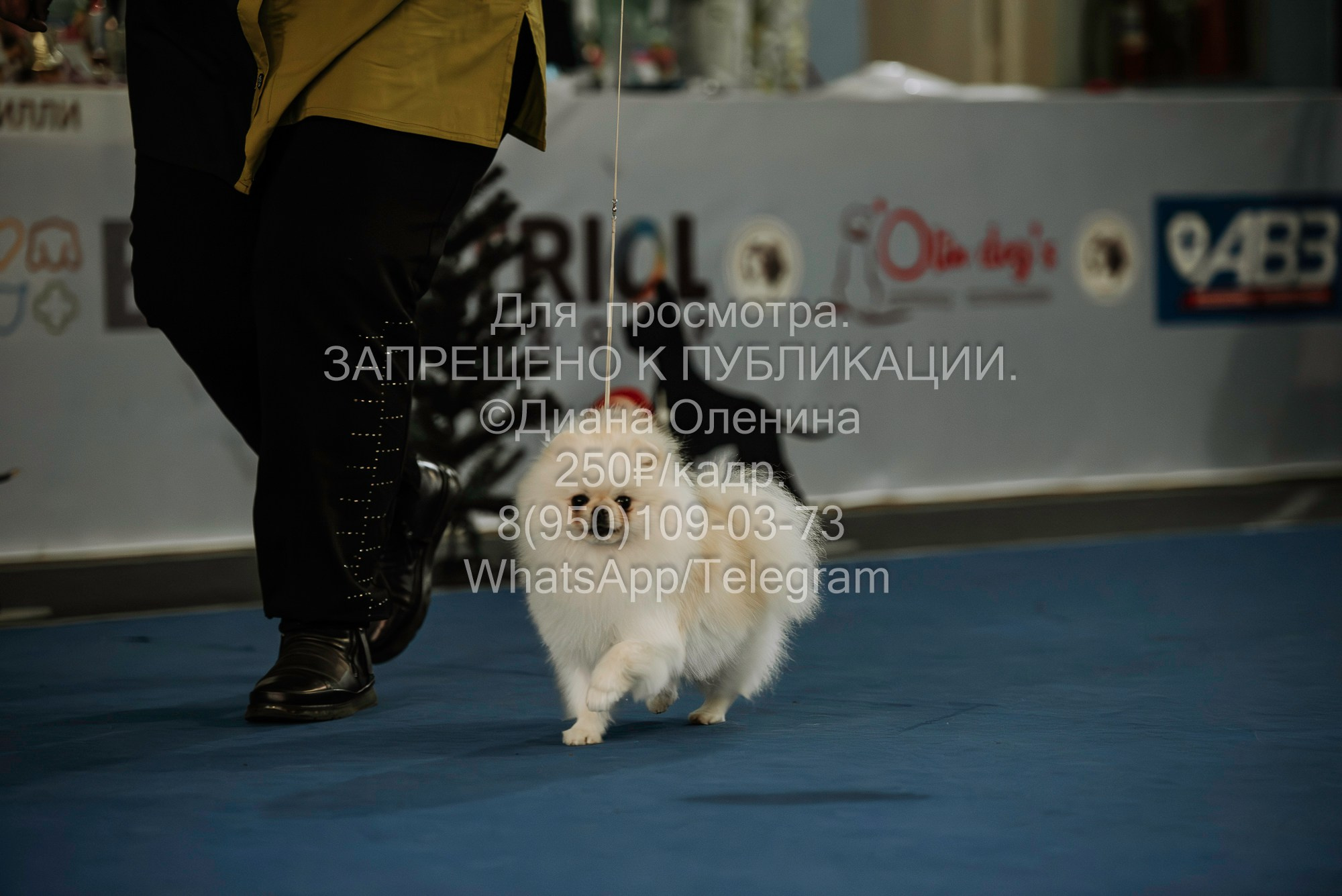 Выставка собак Красноярск 29.10.2023. Фотограф Диана Оленина Красноярск / Братск