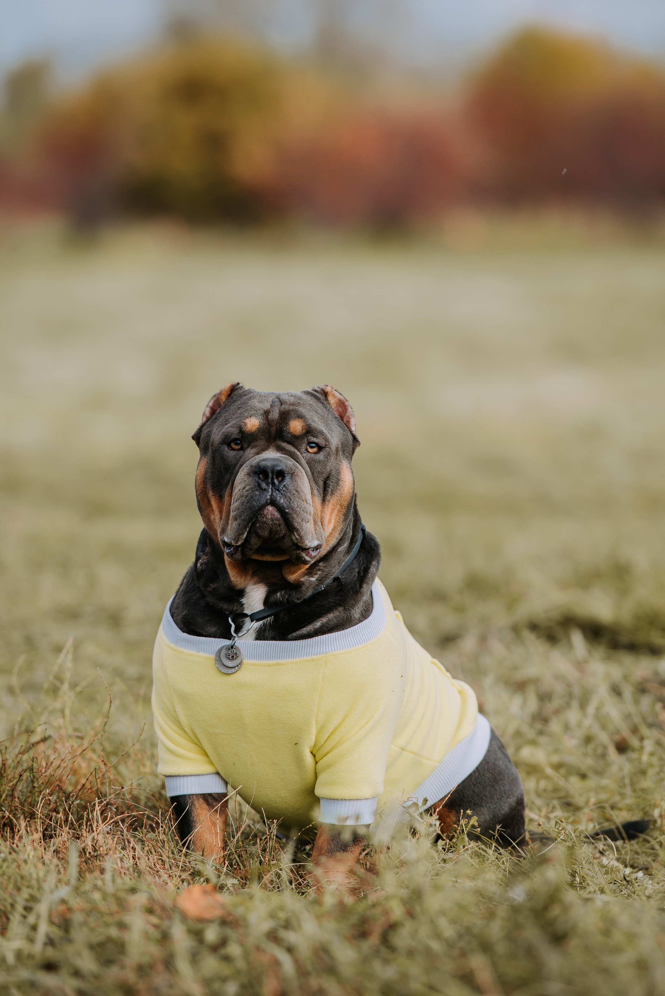 Фотопрогулка с питомцами. Фотограф Диана Оленина Красноярск / Братск