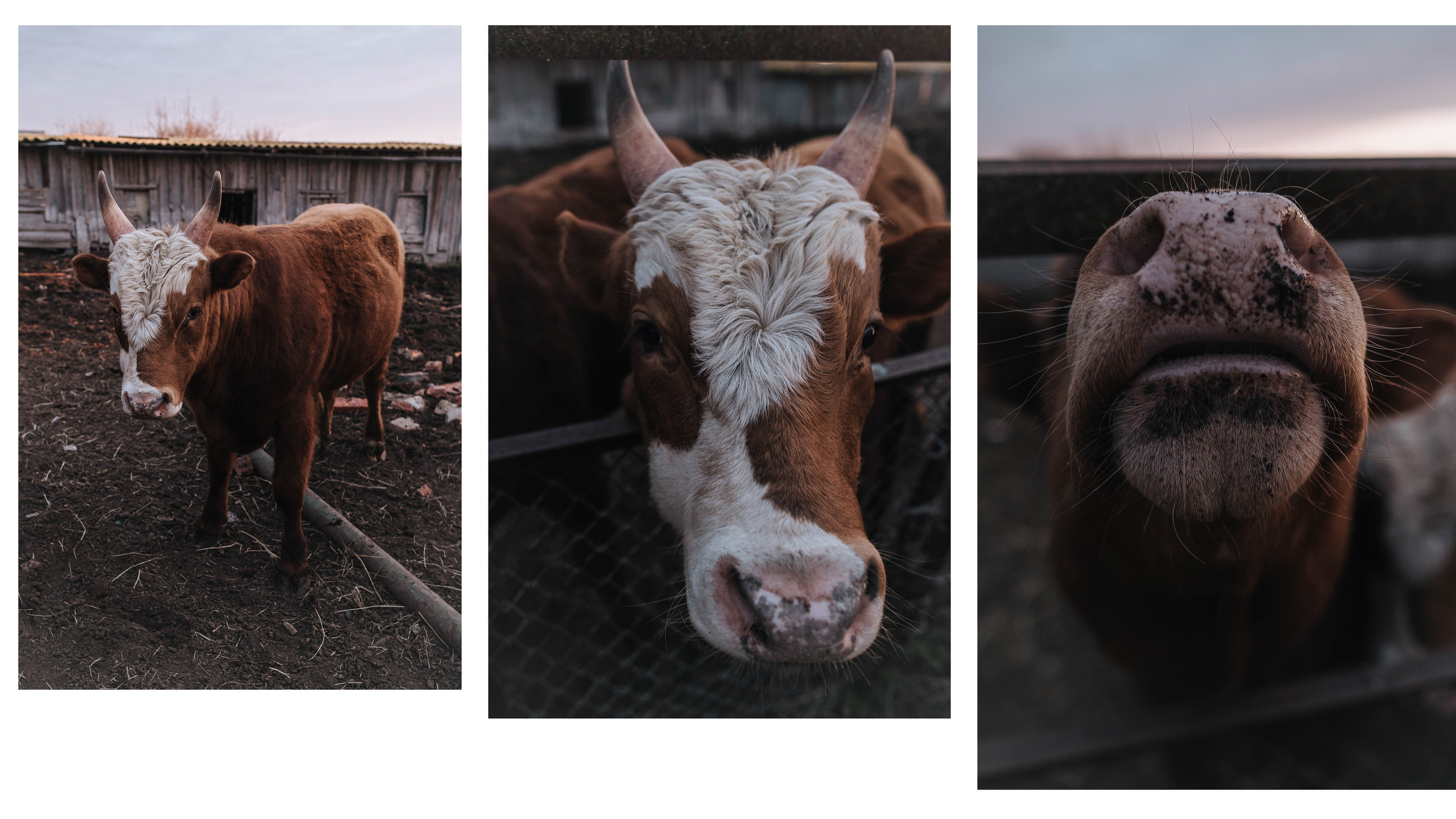 Животные. Фотограф Карина Шарова Москва