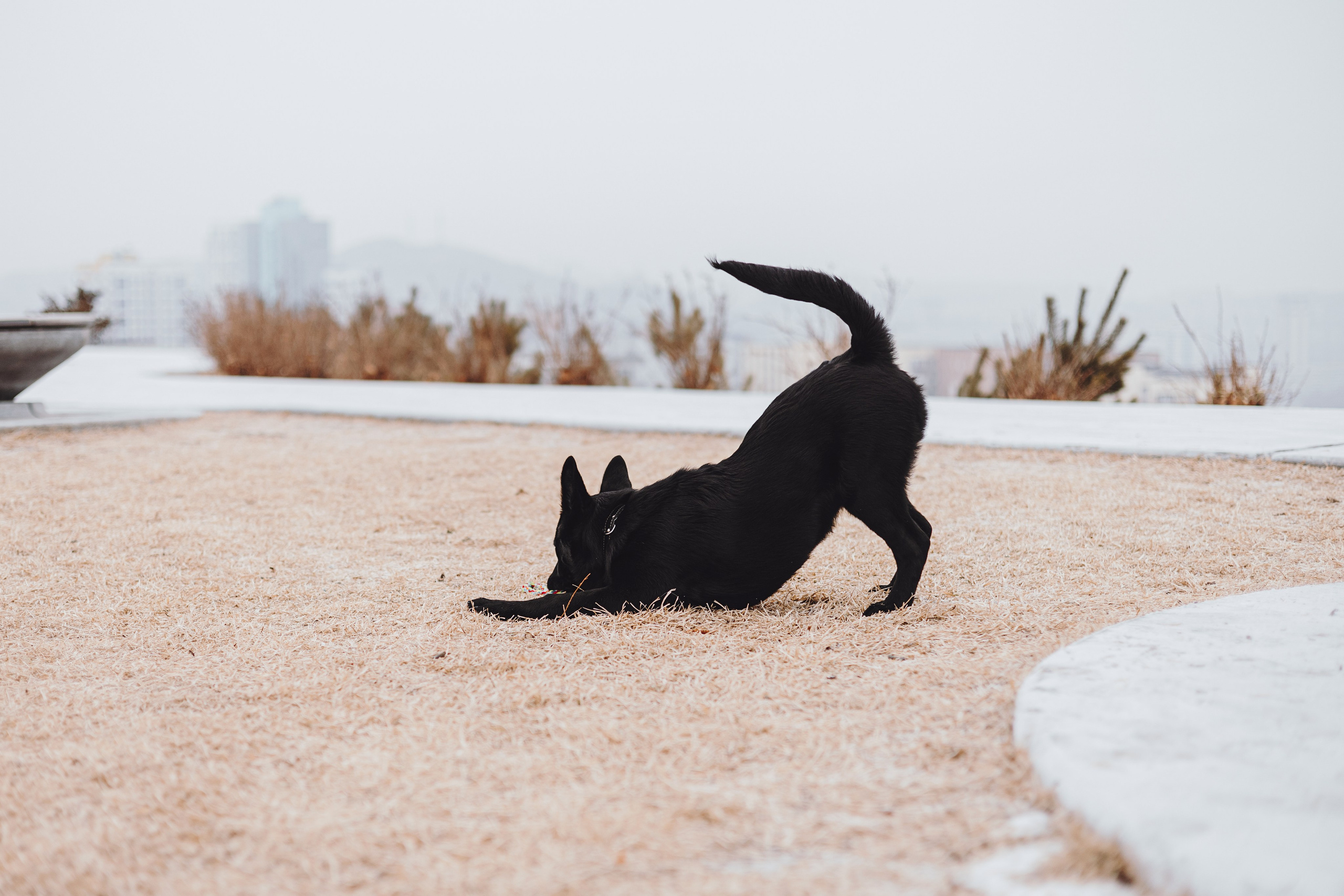 Ксения и Юта. Фотограф — анималист Владивосток, Алина