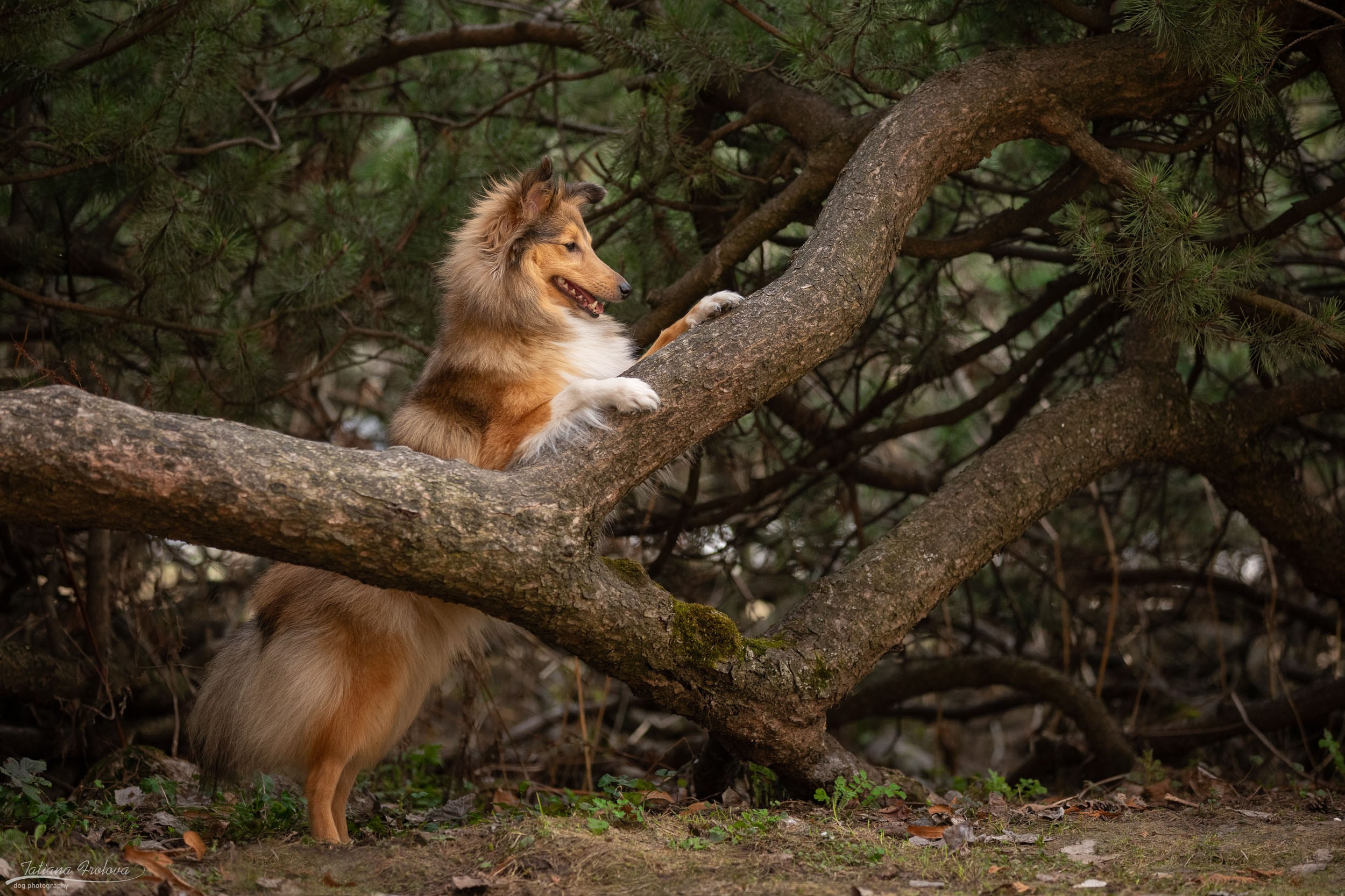 Фотопрогулка для шелти и её хозяйки в Ботаническом саду. Фотограф-анималист в Москве и Московской области Татьяна Фролова