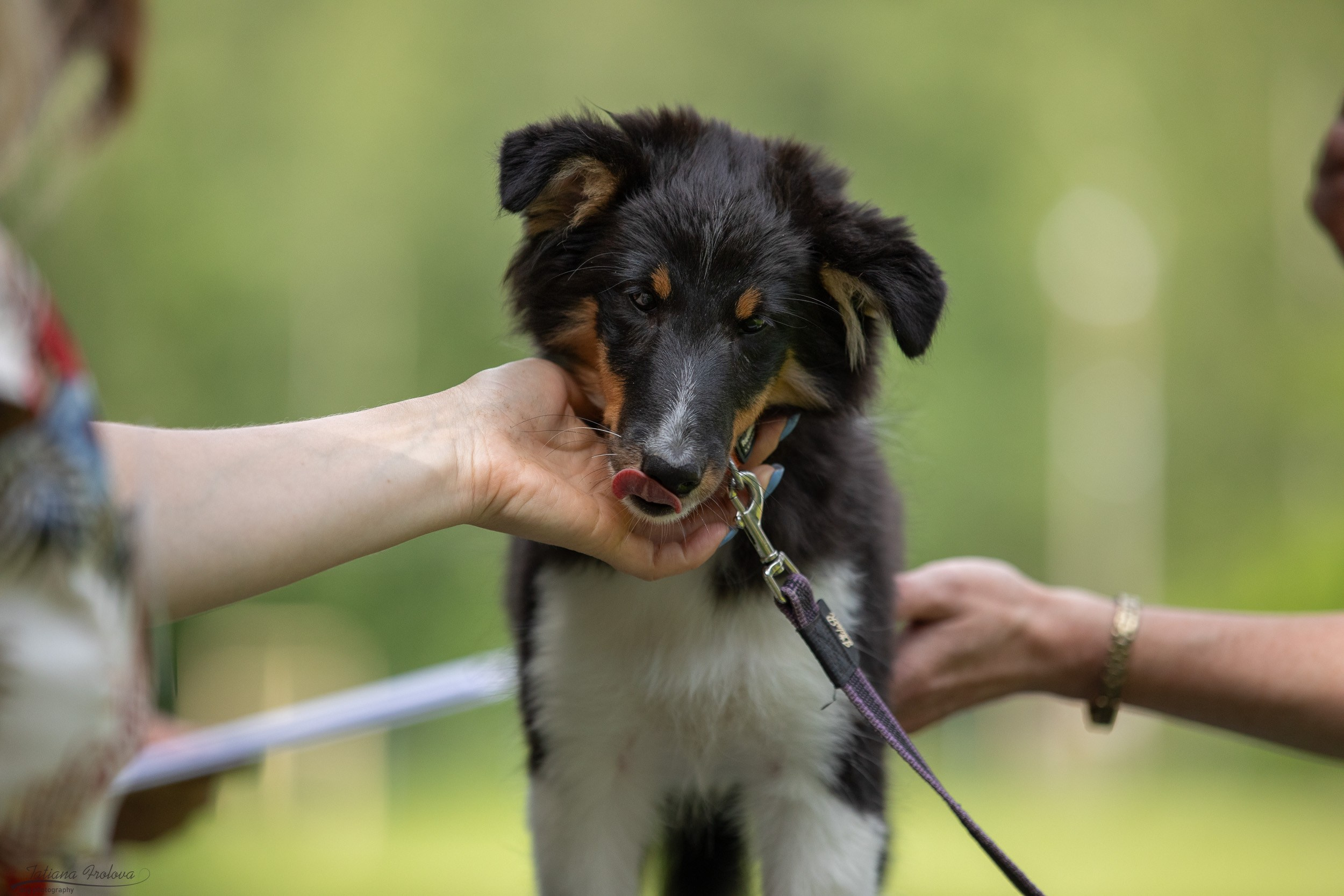 Репортаж с выводки молодняка колли/шелти в Ясенево. Фотограф-анималист в Москве и Московской области Татьяна Фролова