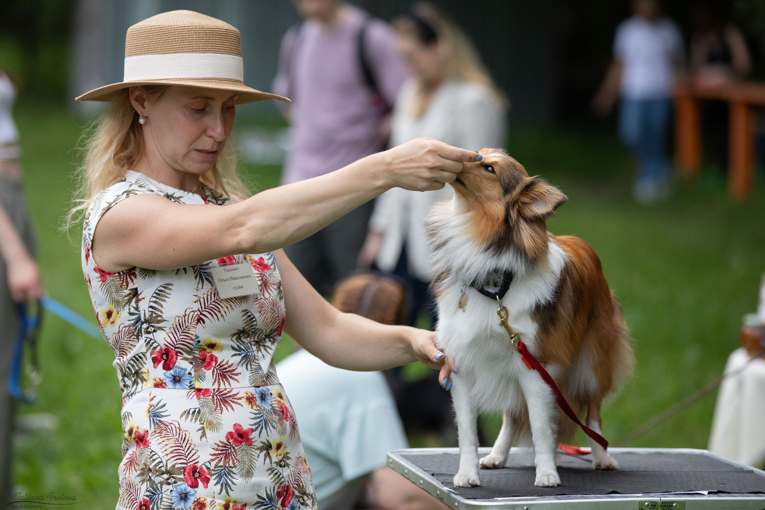 Репортаж с выводки молодняка колли/шелти в Ясенево. Фотограф-анималист в Москве и Московской области Татьяна Фролова