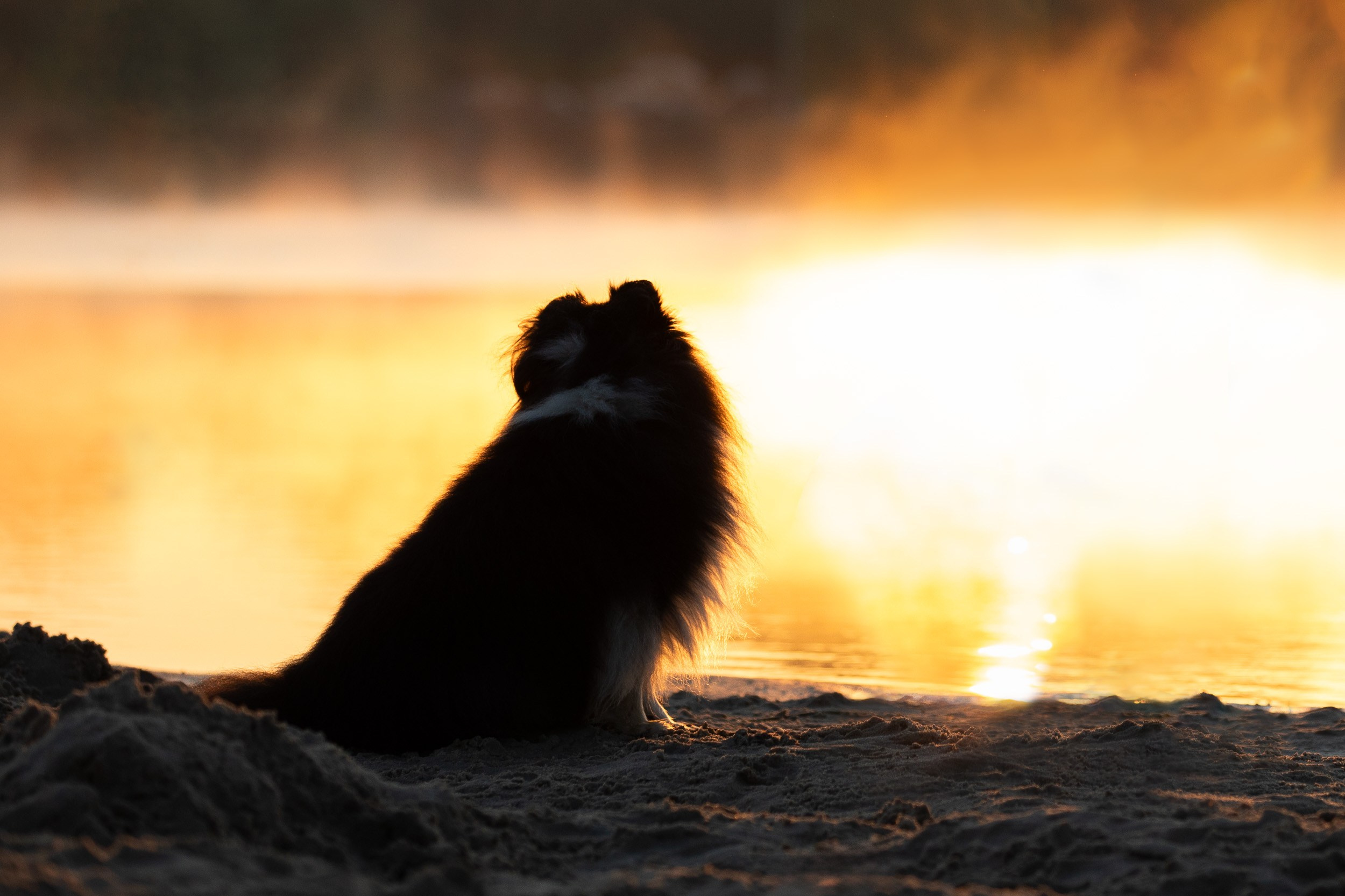 Фотограф-анималист в Москве и Московской области Татьяна Фролова