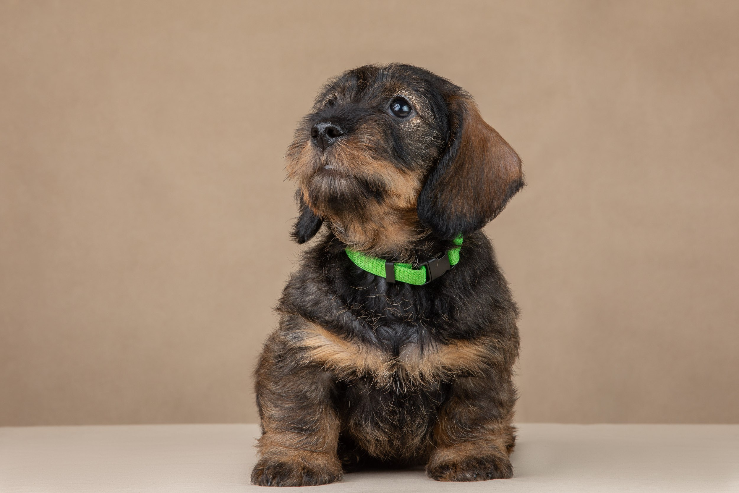 Съемка щенков жесткошерстной таксы на бежевом фоне в ящике. Фотограф-анималист в Москве и Московской области Татьяна Фролова