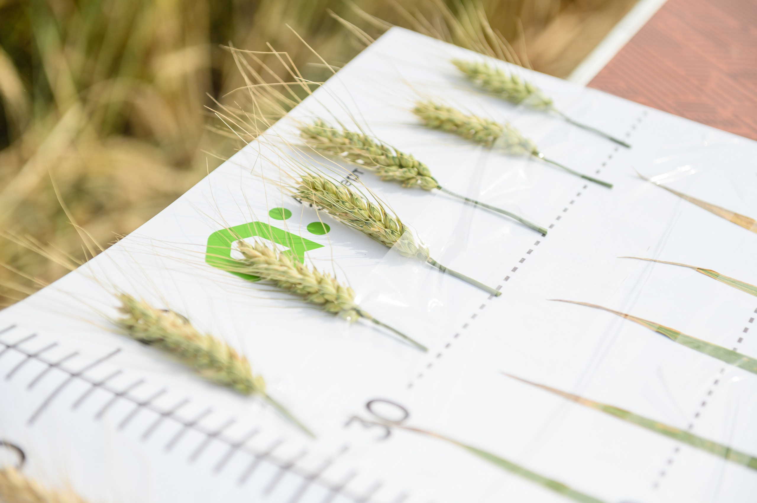 Проекты. Профессиональный фотограф Вячеслав Плацында | Липецк |