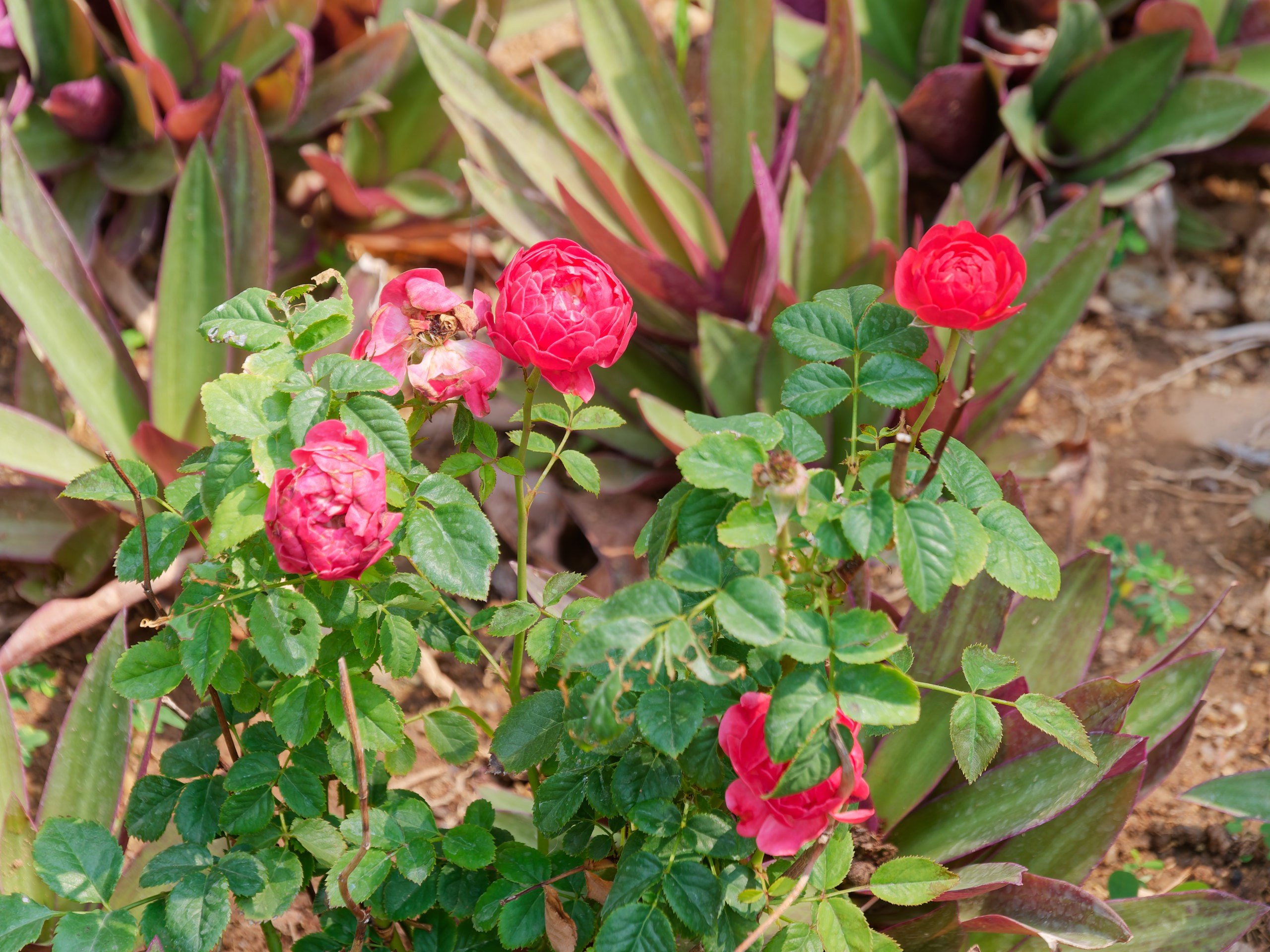 Хайнань 2026, флора, цветы и деревья. Фотопрогулки по Миру