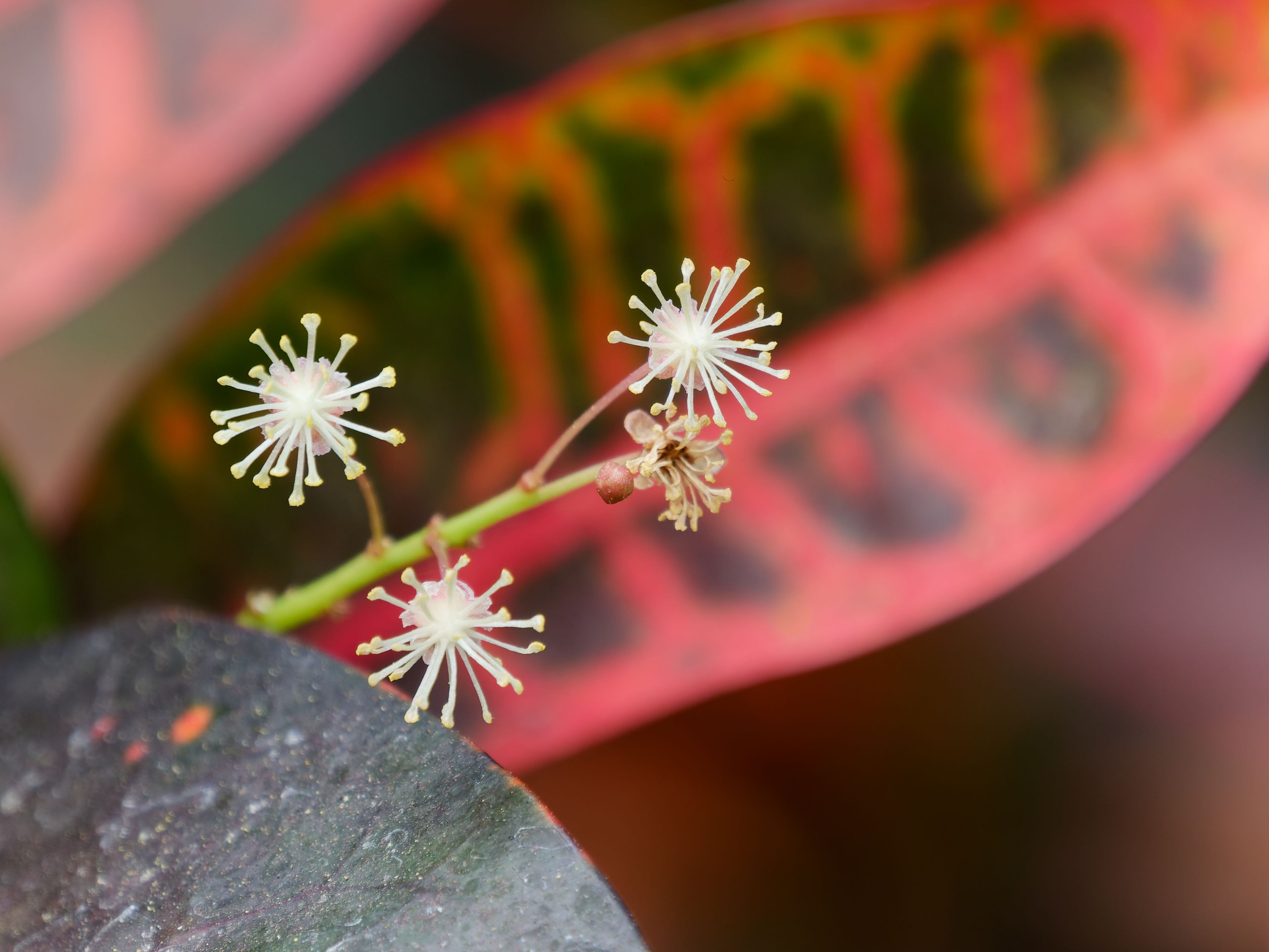Хайнань 2026, отель «Stony Brook Villa Jianguo Resort Sanya 4*». Фотопрогулки по Миру