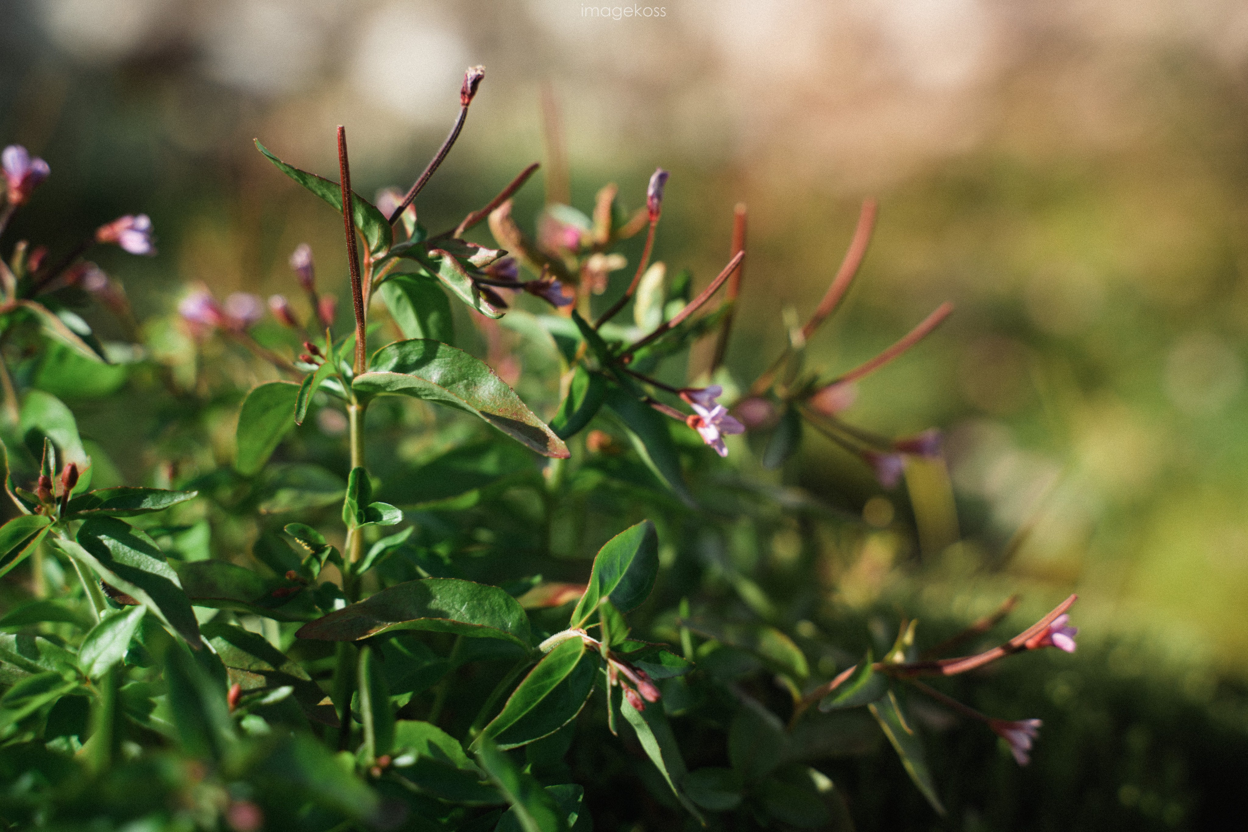 Камчатка. Фотограф в поход и восхождение на Эльбрус Игорь Косарев