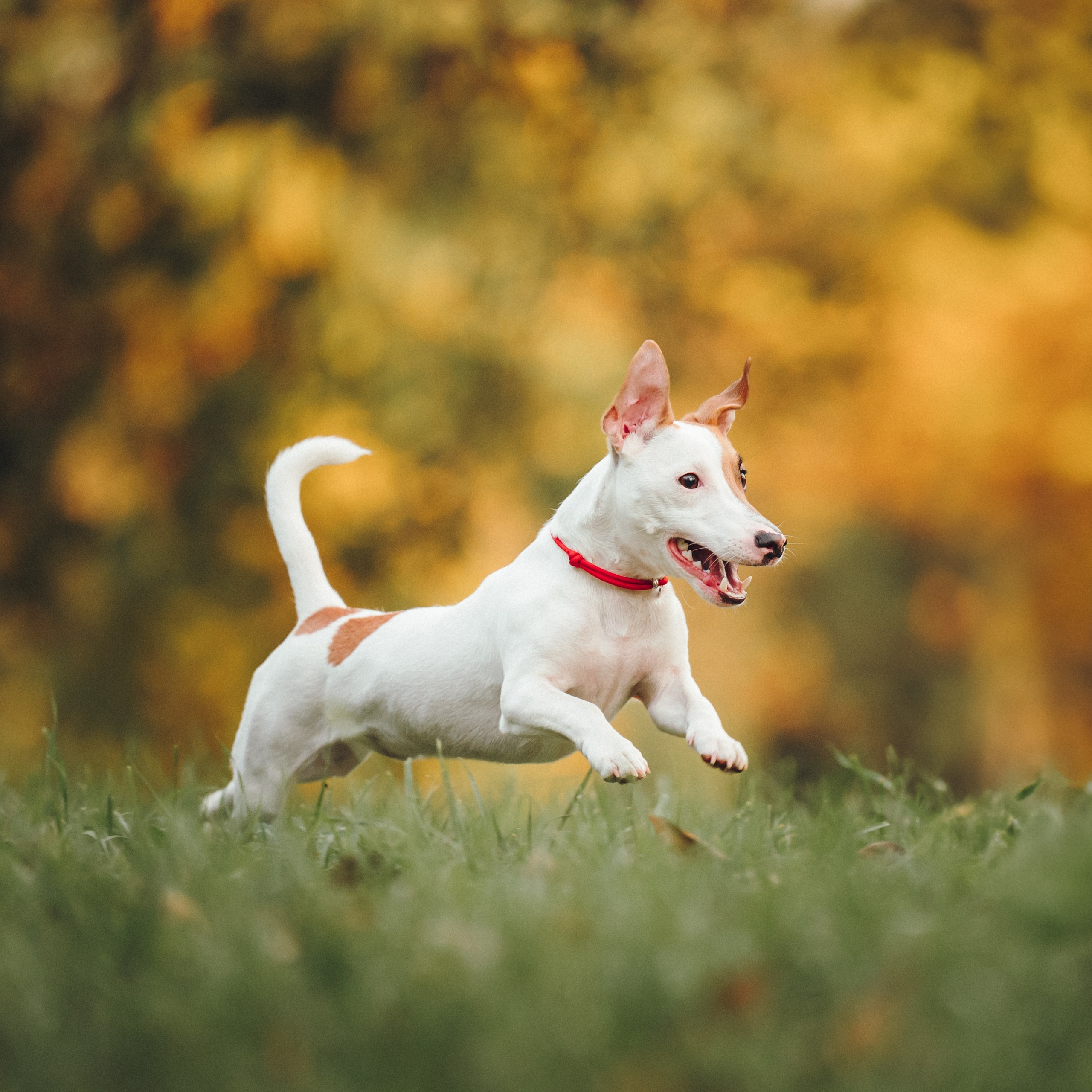Алена, Илья, Даня и Данте. Семейный фотограф анималист Ананьева Мария — Москва
