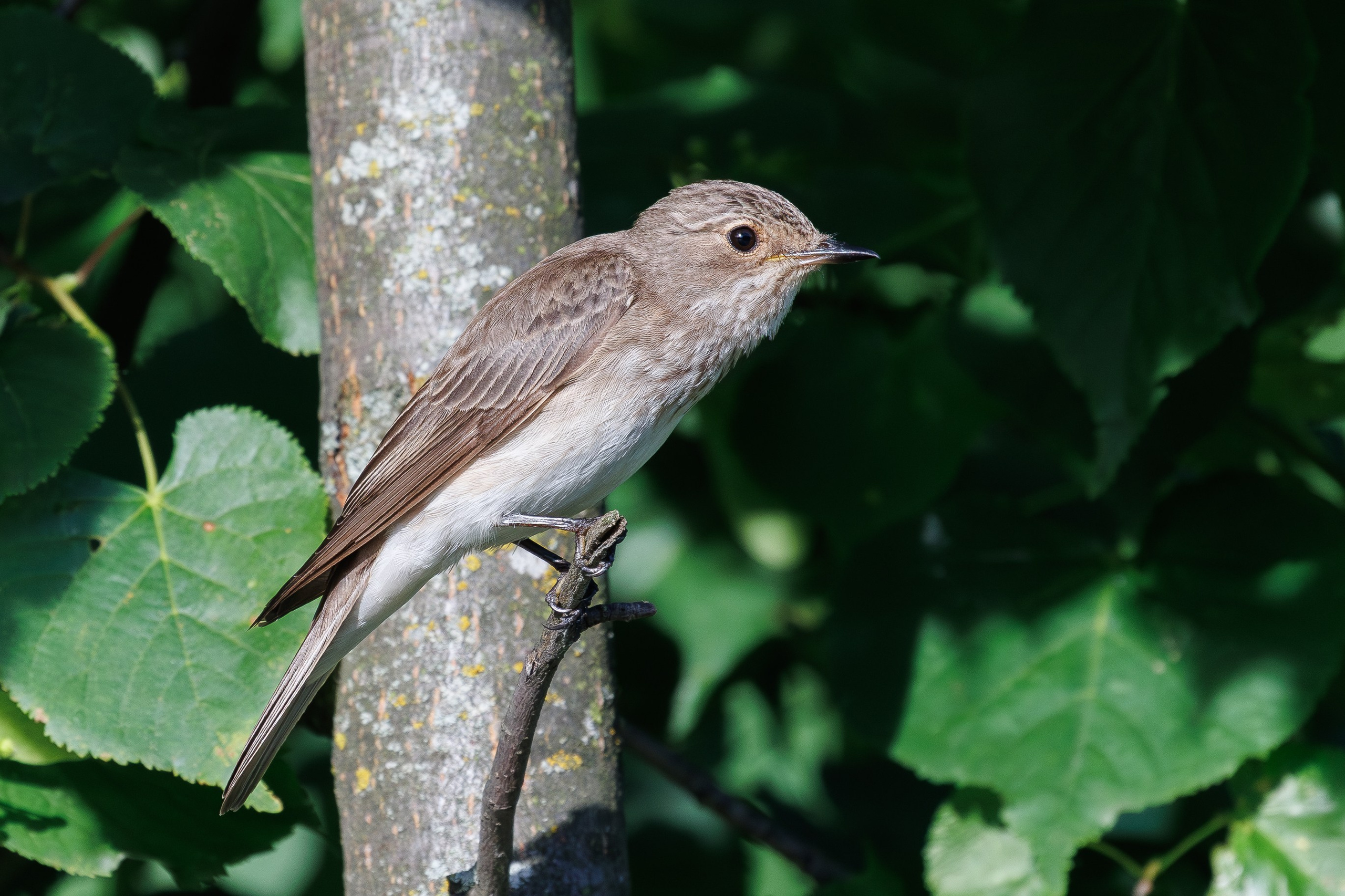 Серая мухоловка крупным планом. Люберцы, центральный парк. Снято на Canon EOS R8, RF 600 mm f11.