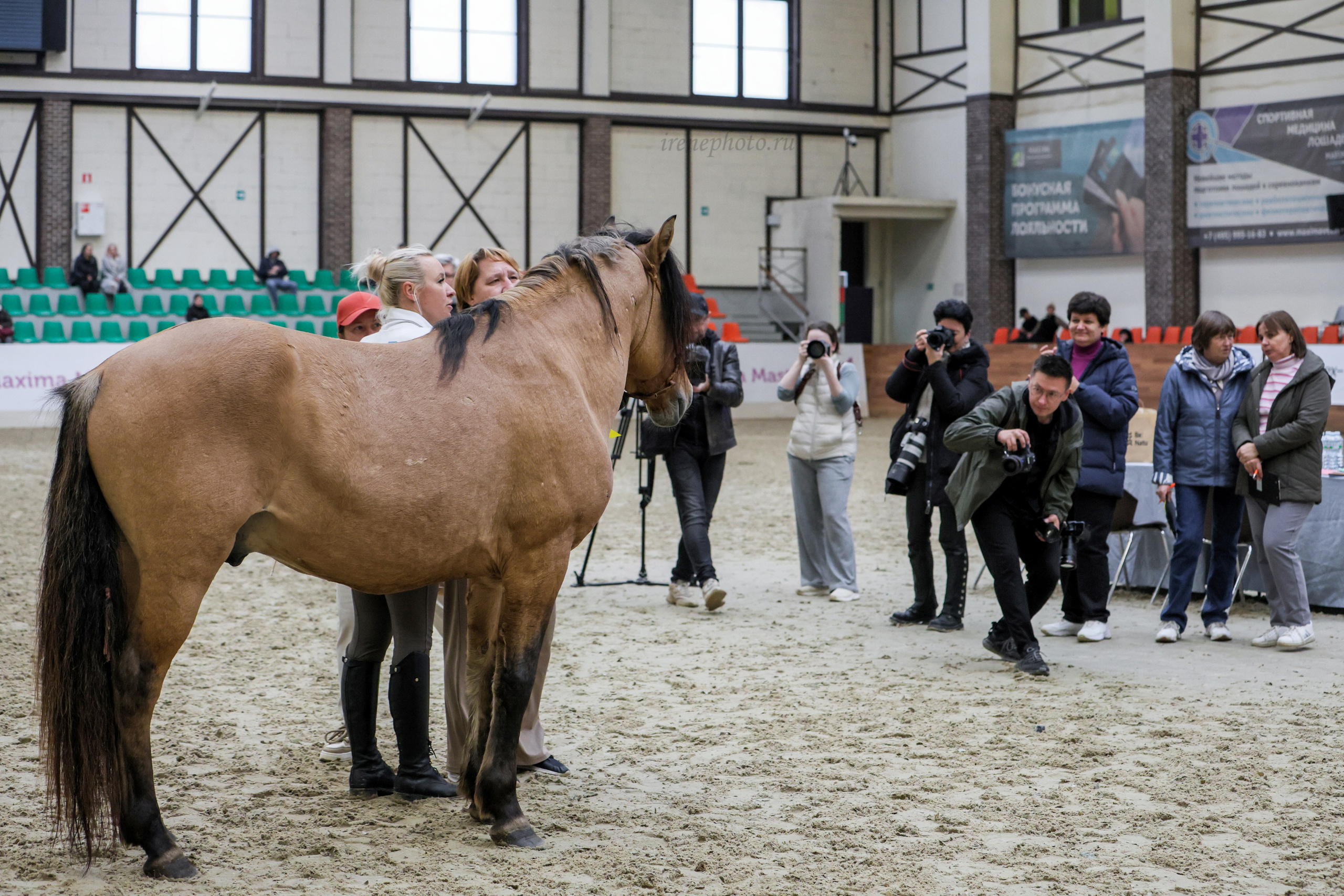 Конная Россия 2024. Irenephoto.ru