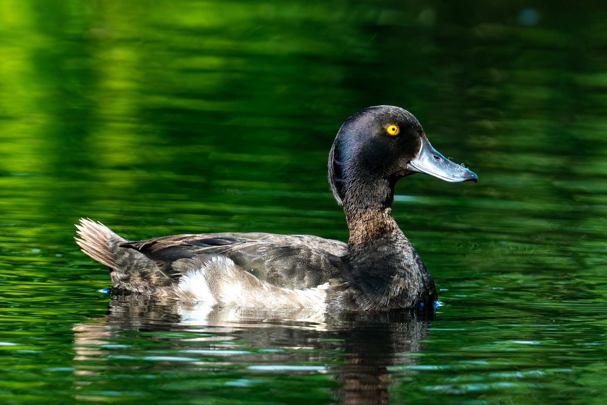 Удивительные мир птиц. Вокруг нас столько прекрасного — присмотритесь!. Ваш личный фотограф Марина Волкова