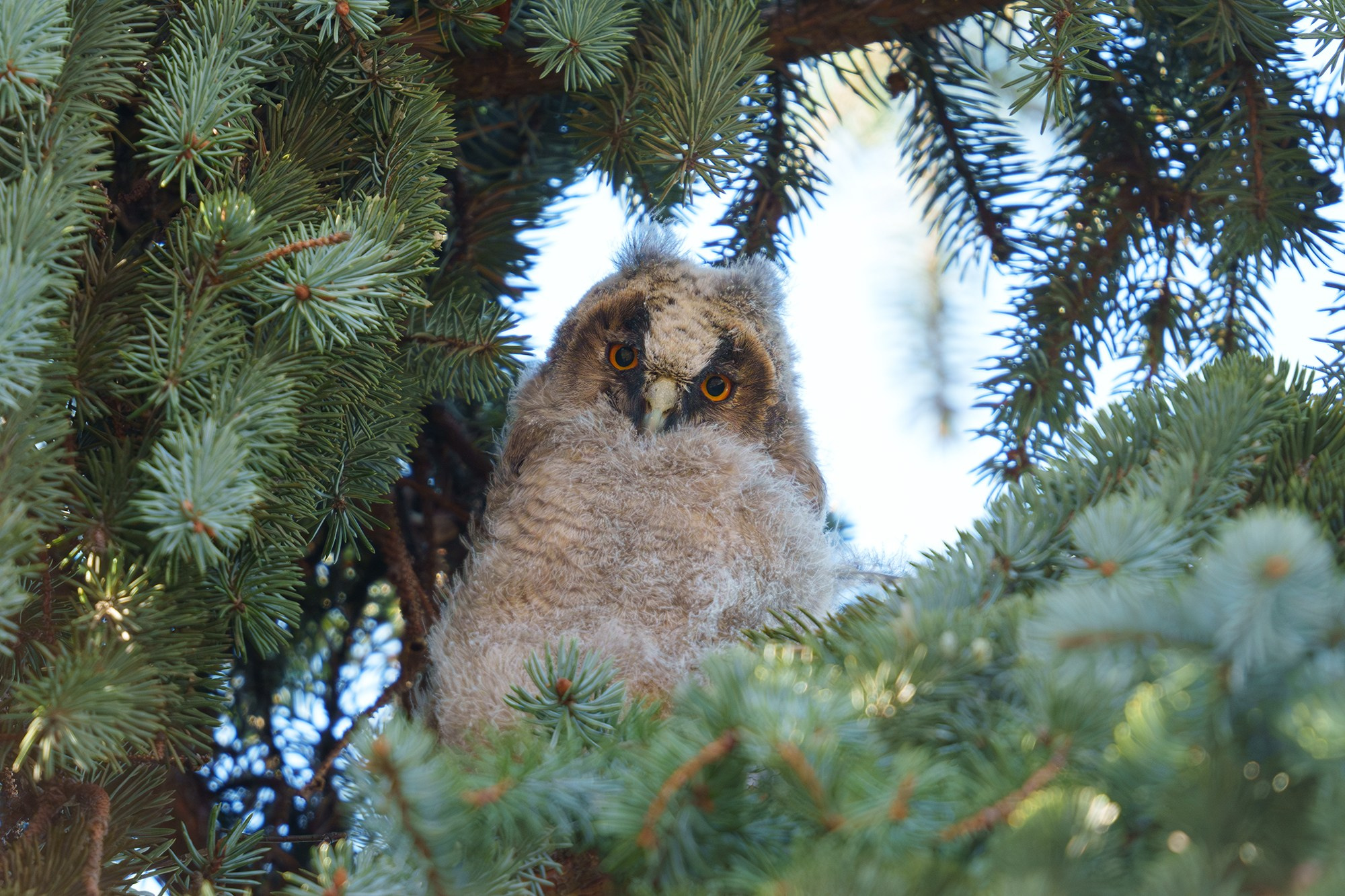 Удивительные мир птиц. Вокруг нас столько прекрасного — присмотритесь!. Ваш личный фотограф Марина Волкова