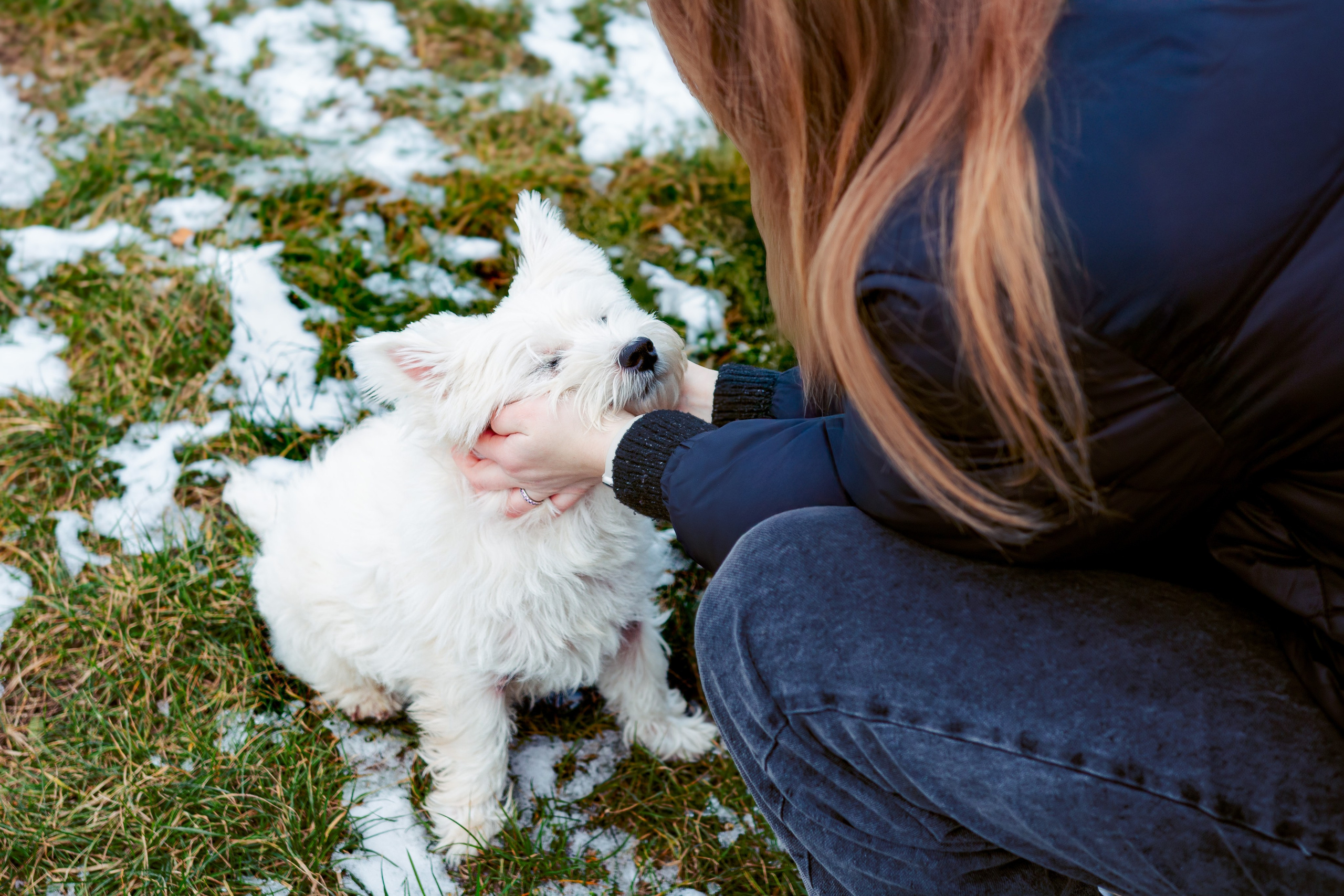 Фотосессия с собакой в парке зимой  Минск