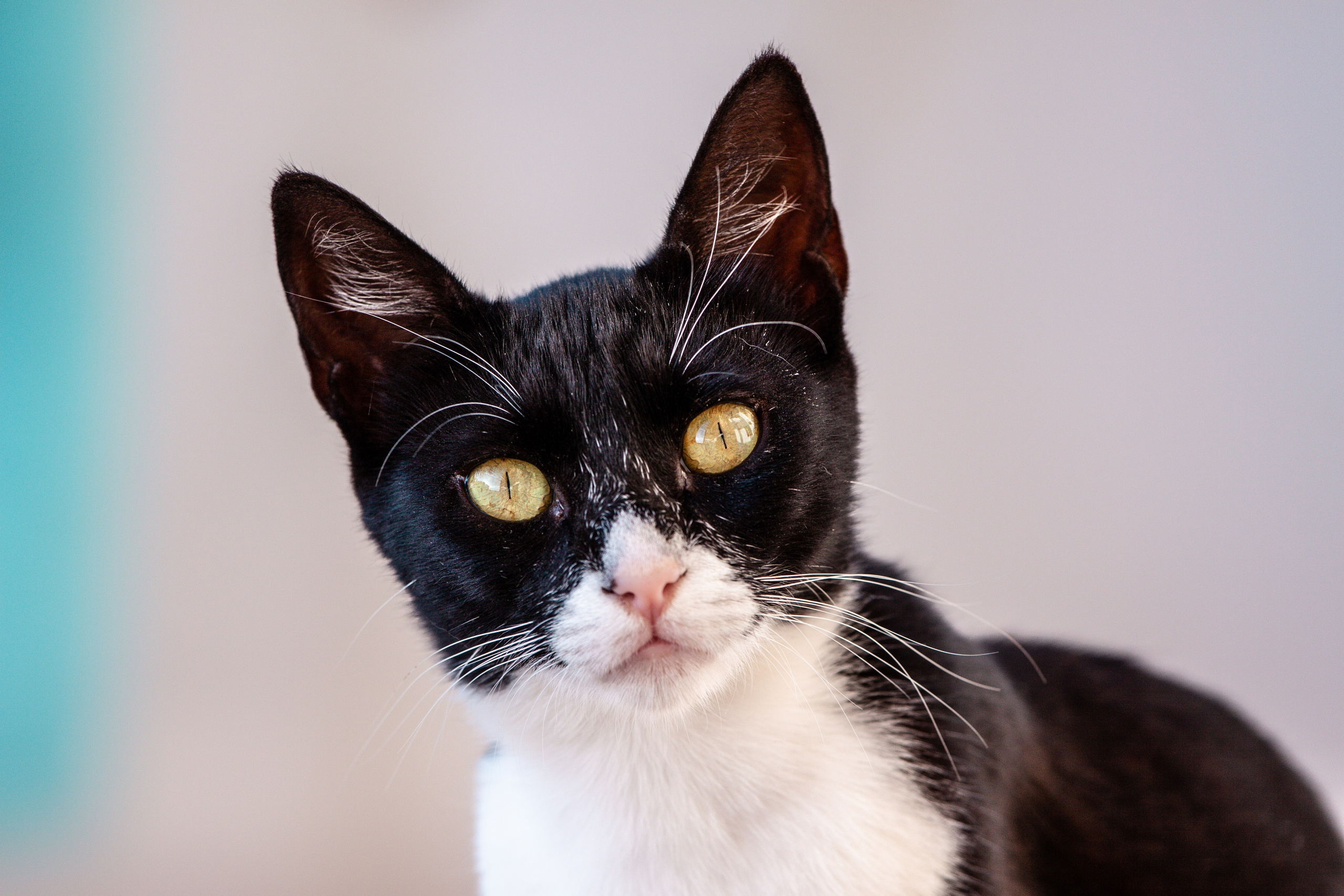 Рубрика Котиков. Дария Галямова — фотограф: открытый, творческий, коммерческий